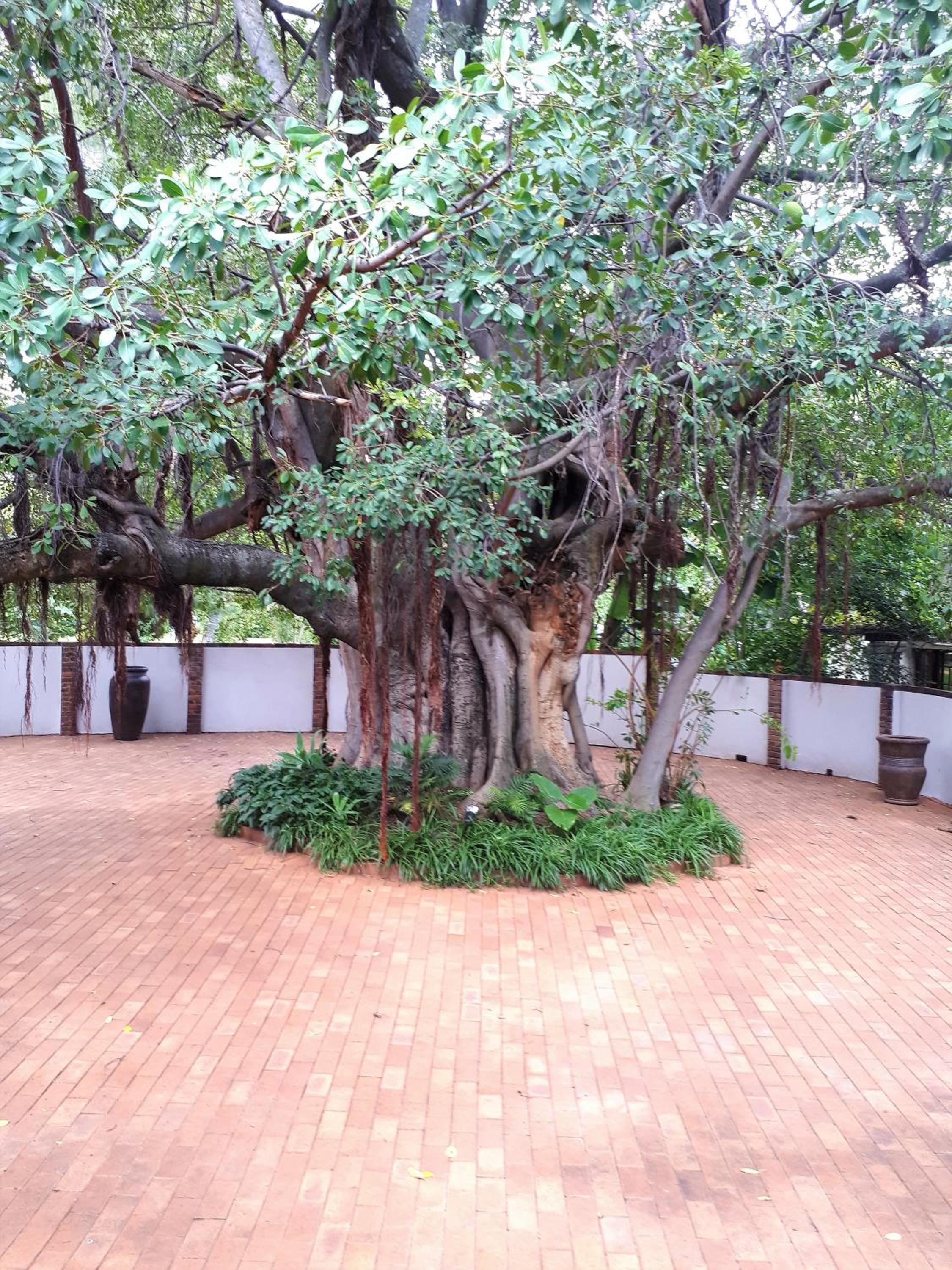 Bush Lovers Lodge view 2