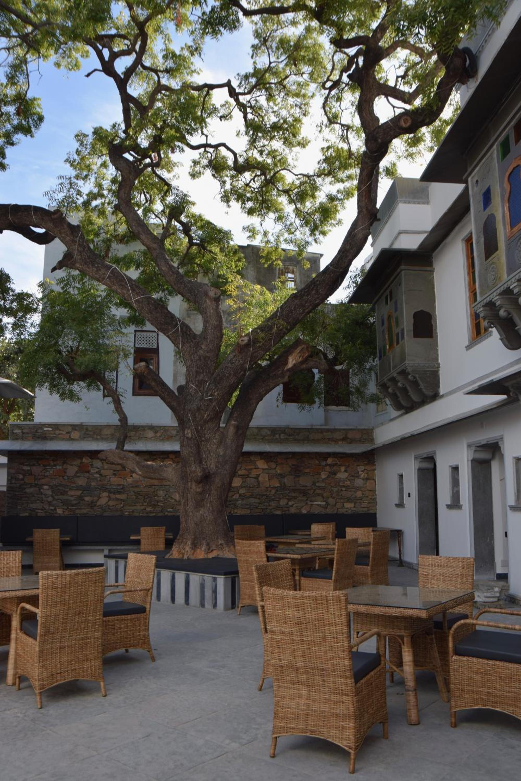 The Neem Tree