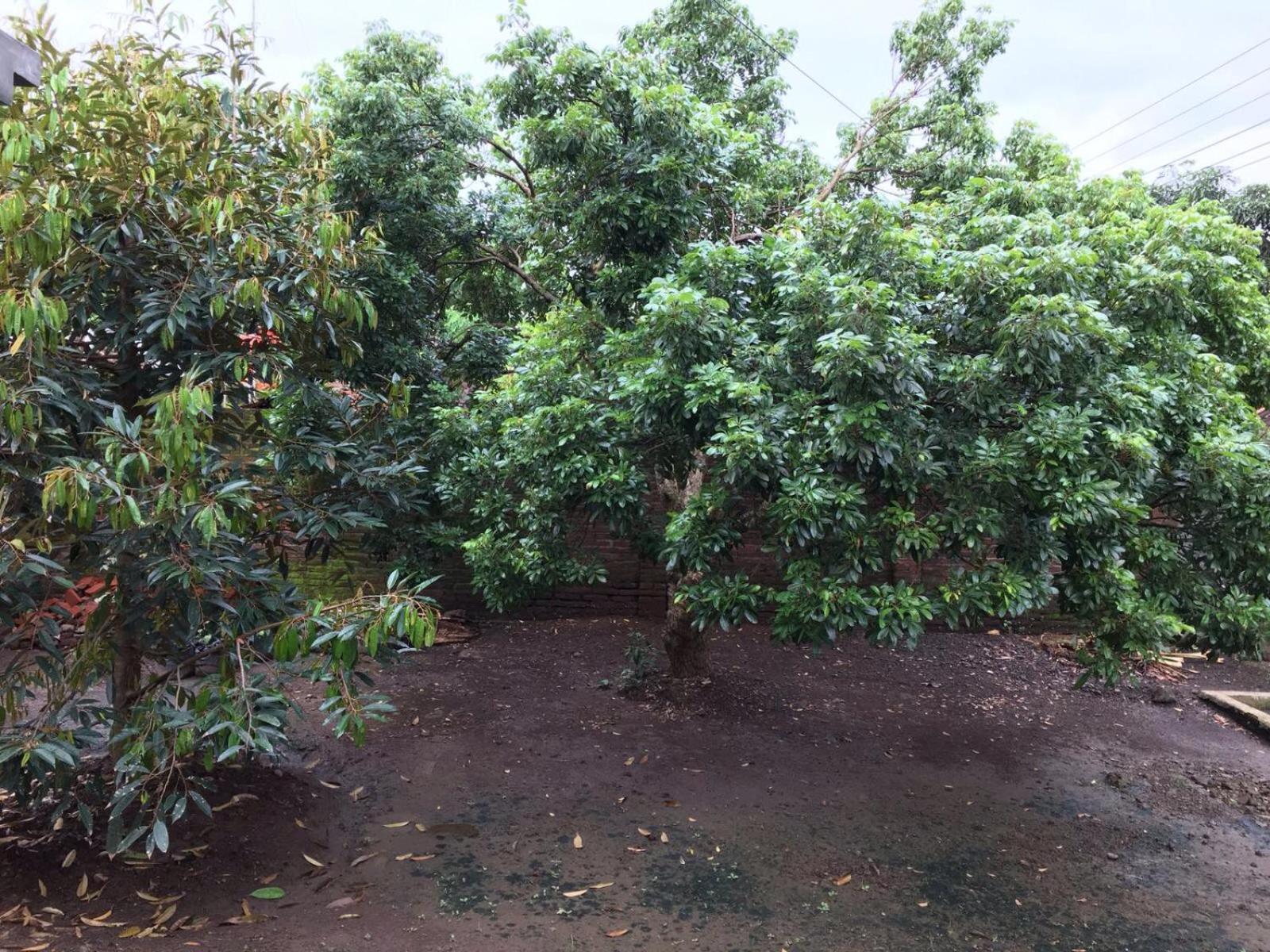 Juda Homestay view 5