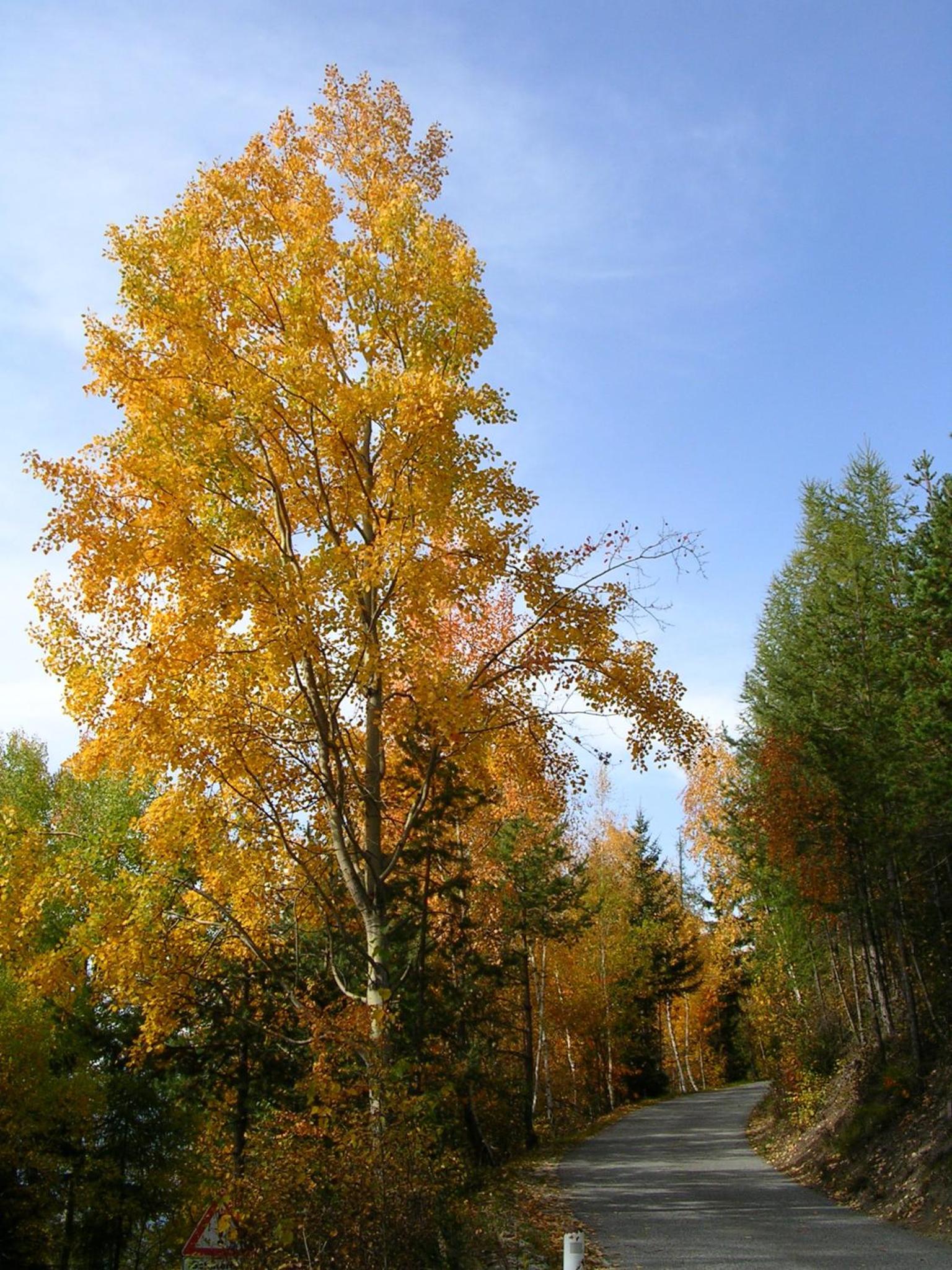 Photo 35