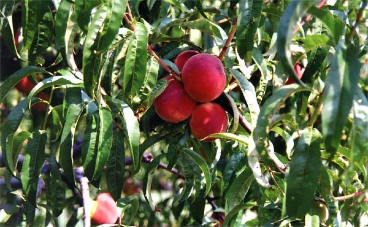 Agriturismo La Biandrina