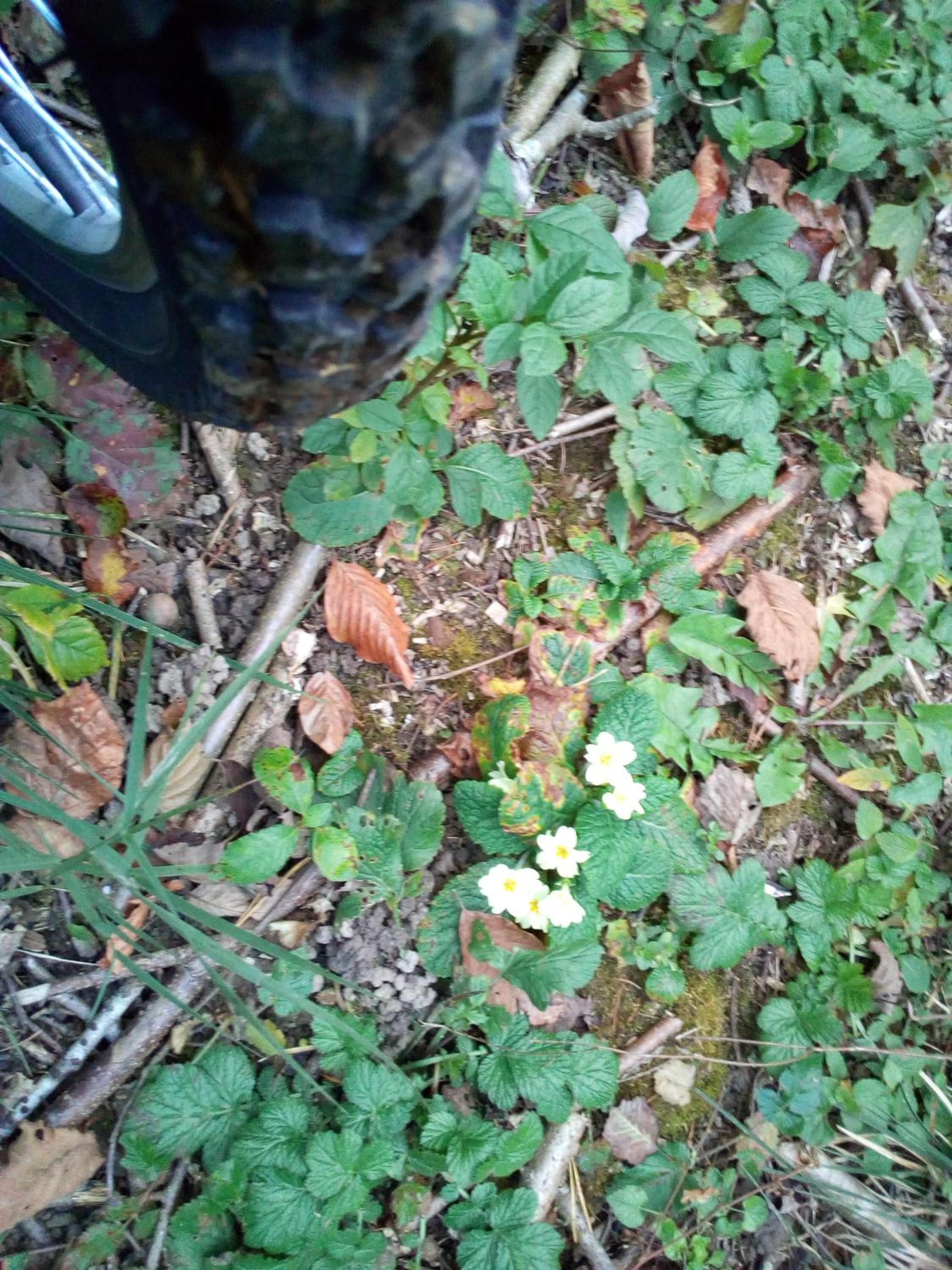Photo 44