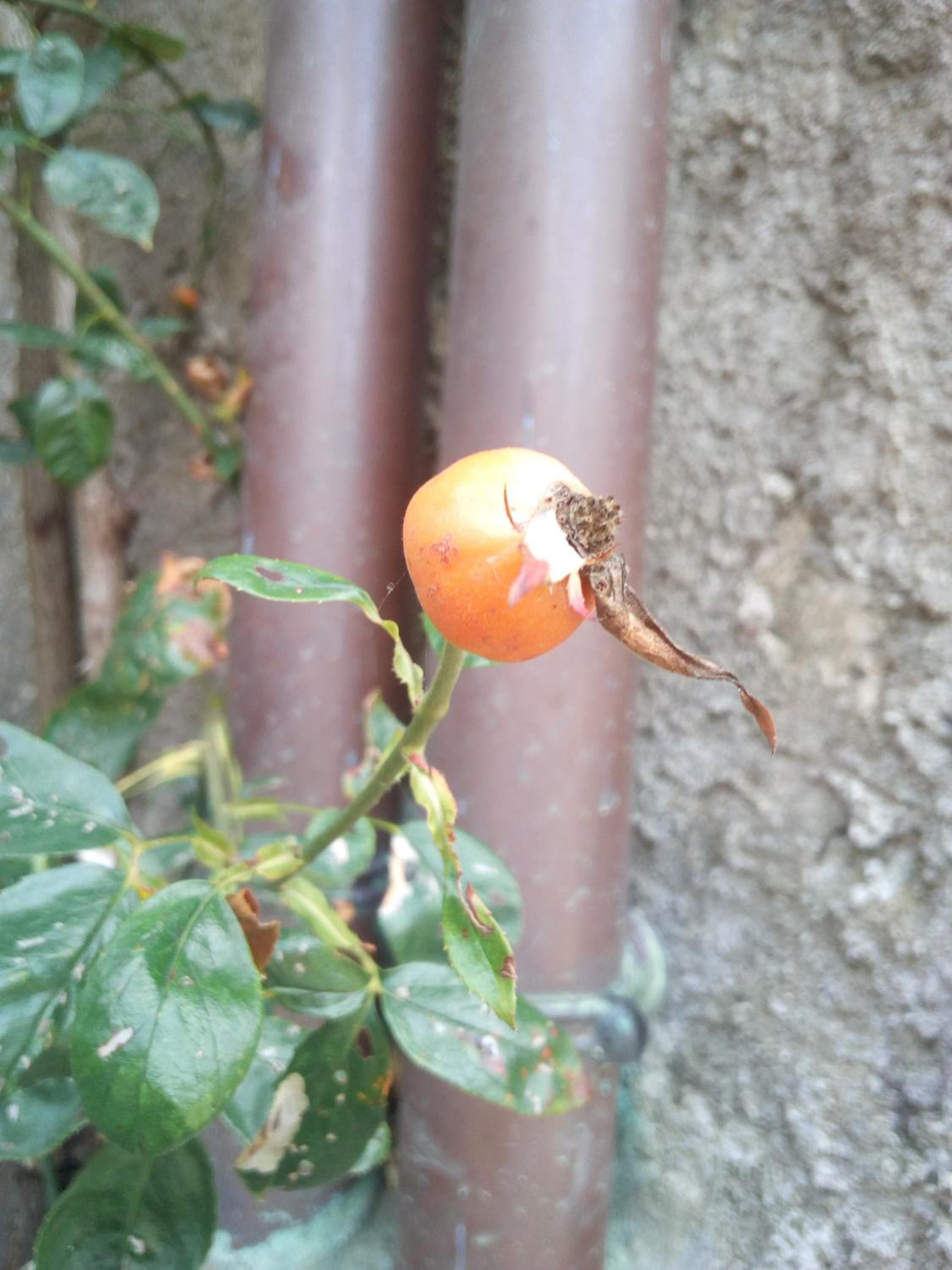 Photo 48