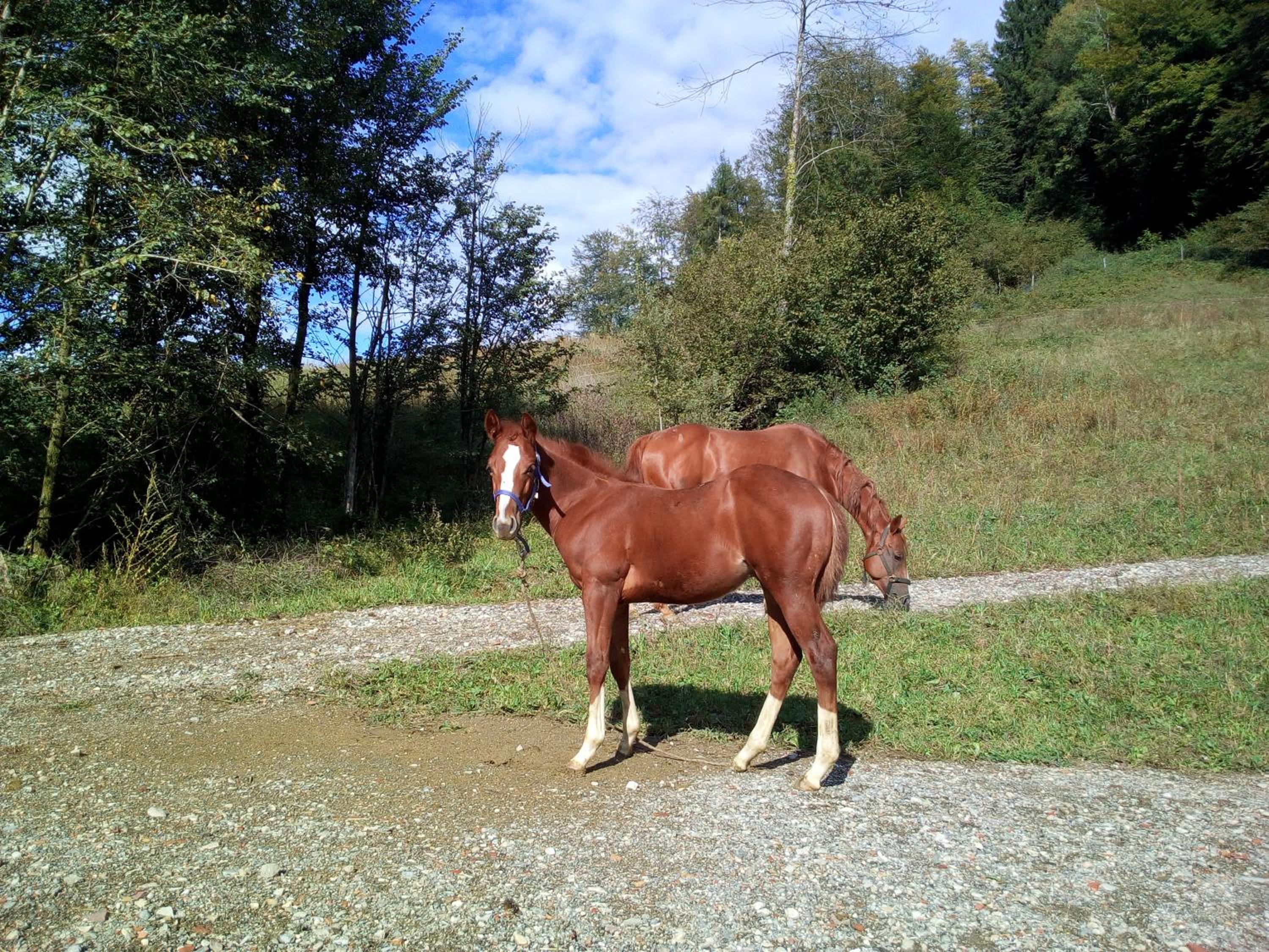 Photo 53