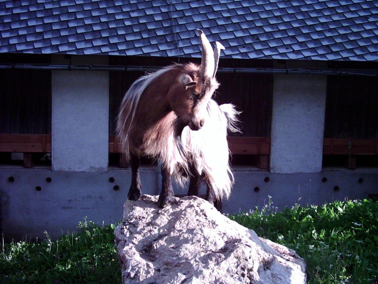 Photo 44