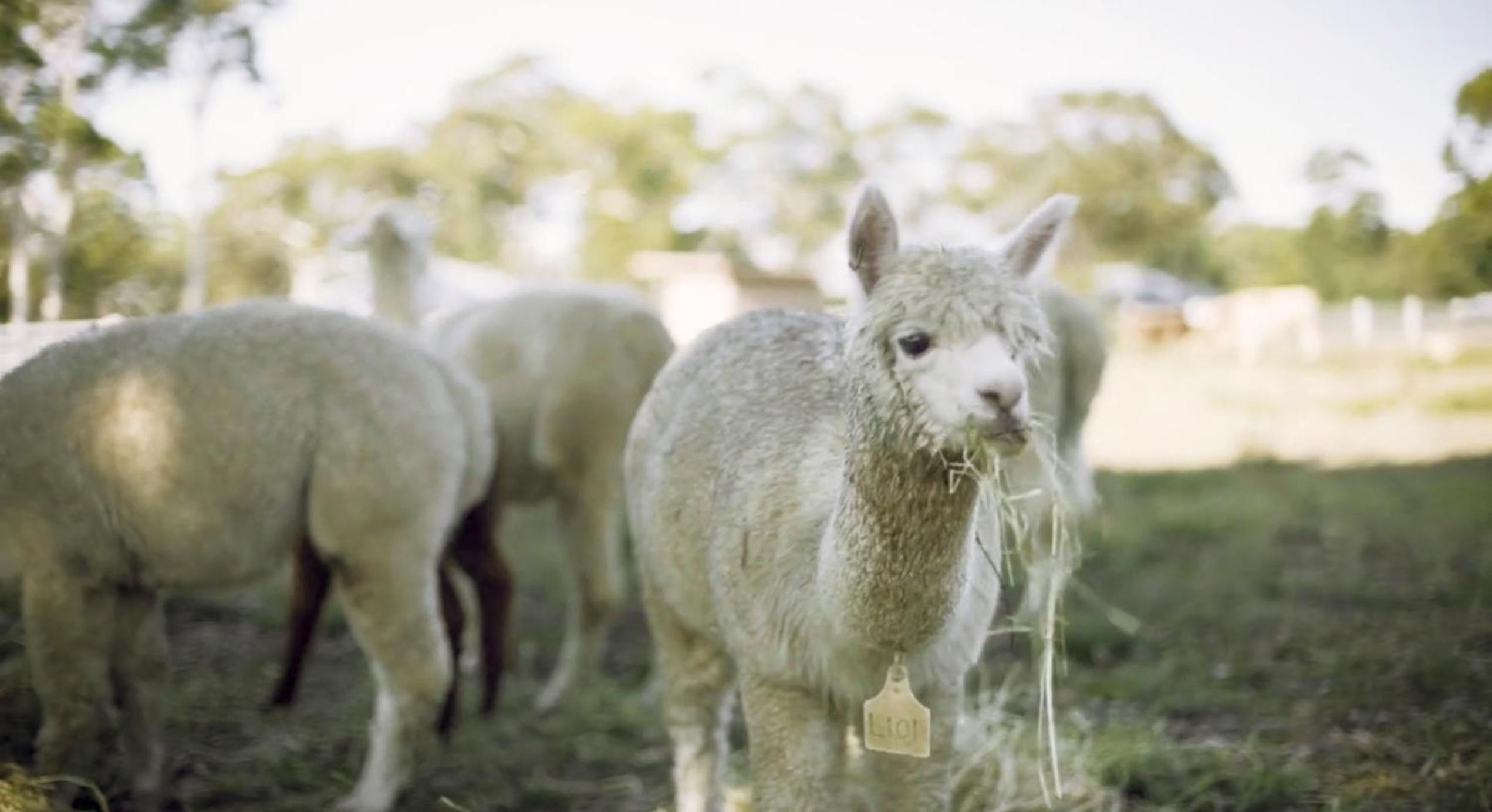 The Woods Farm Jervis Bay