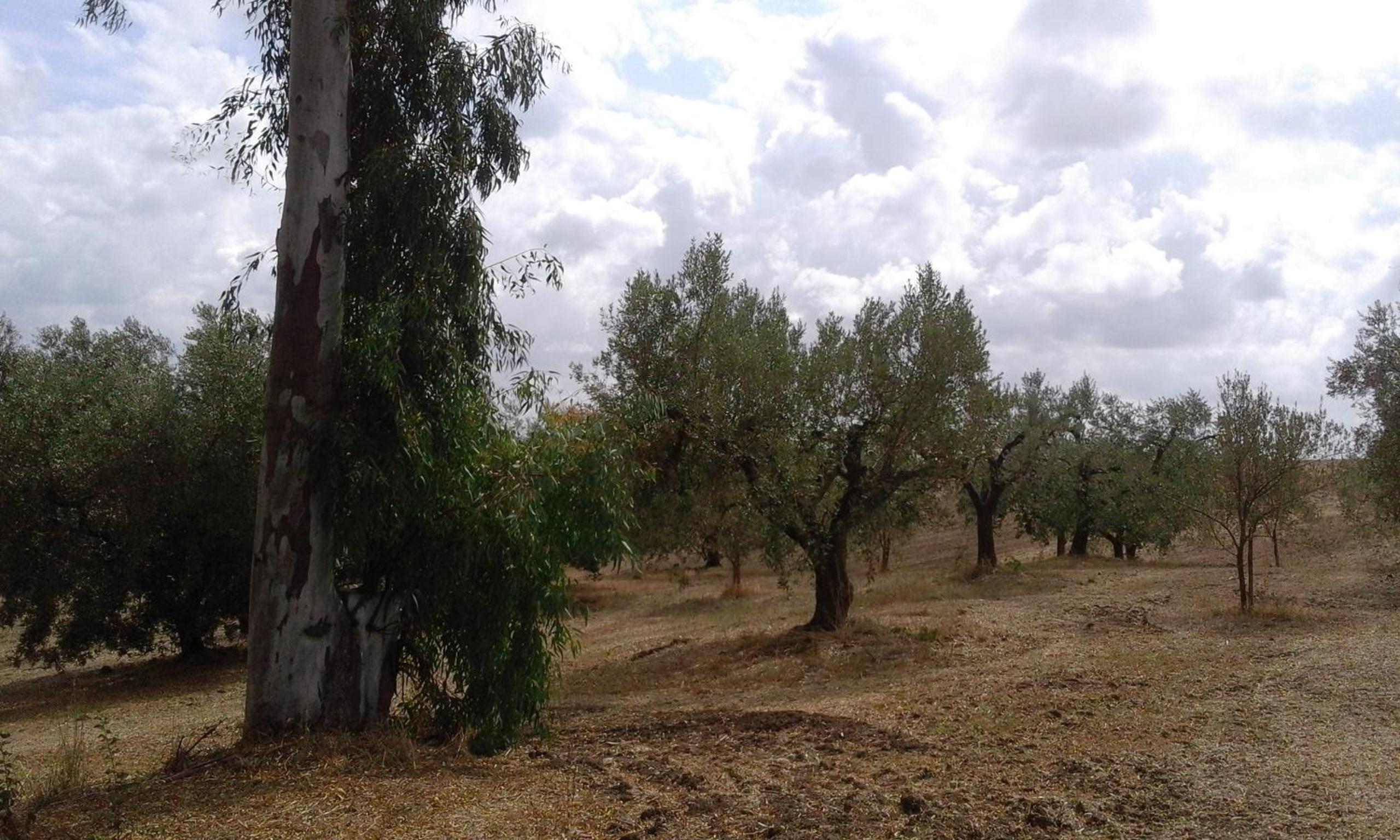 Poderi di Tragliatella