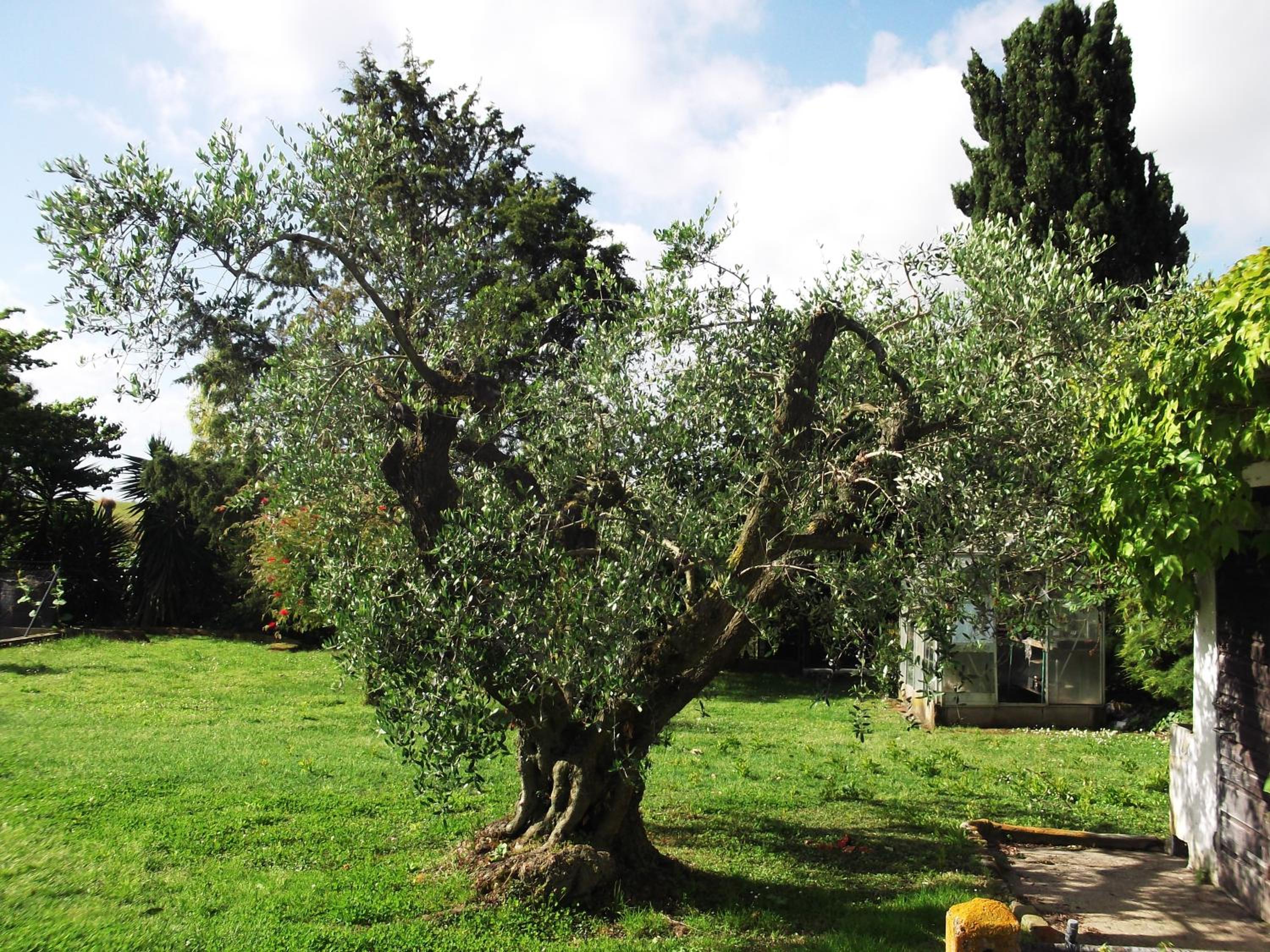Poderi di Tragliatella