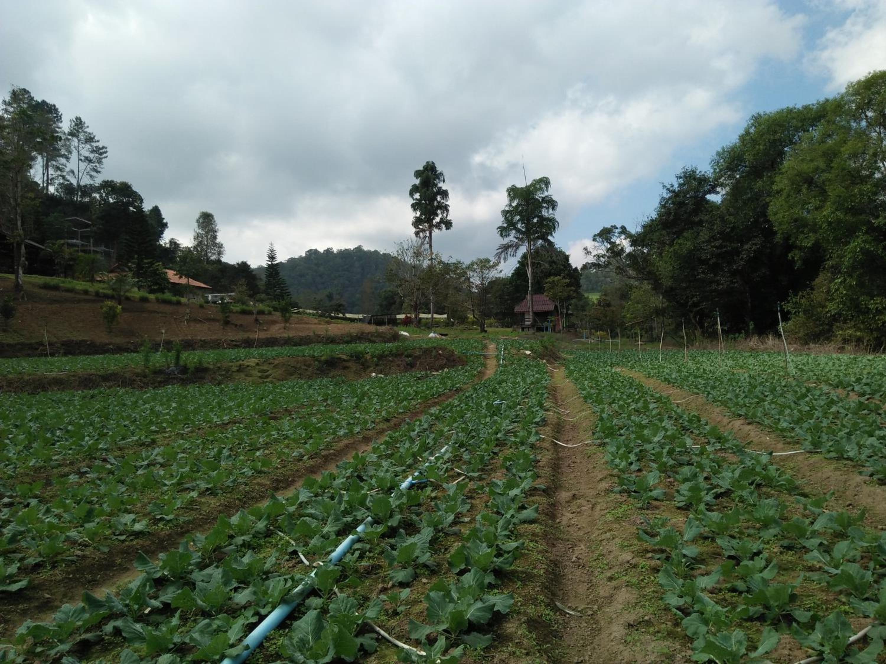 Mong Homestay Resort