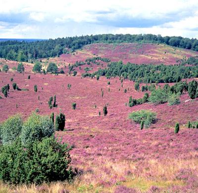 Ferienwohnung Heide View