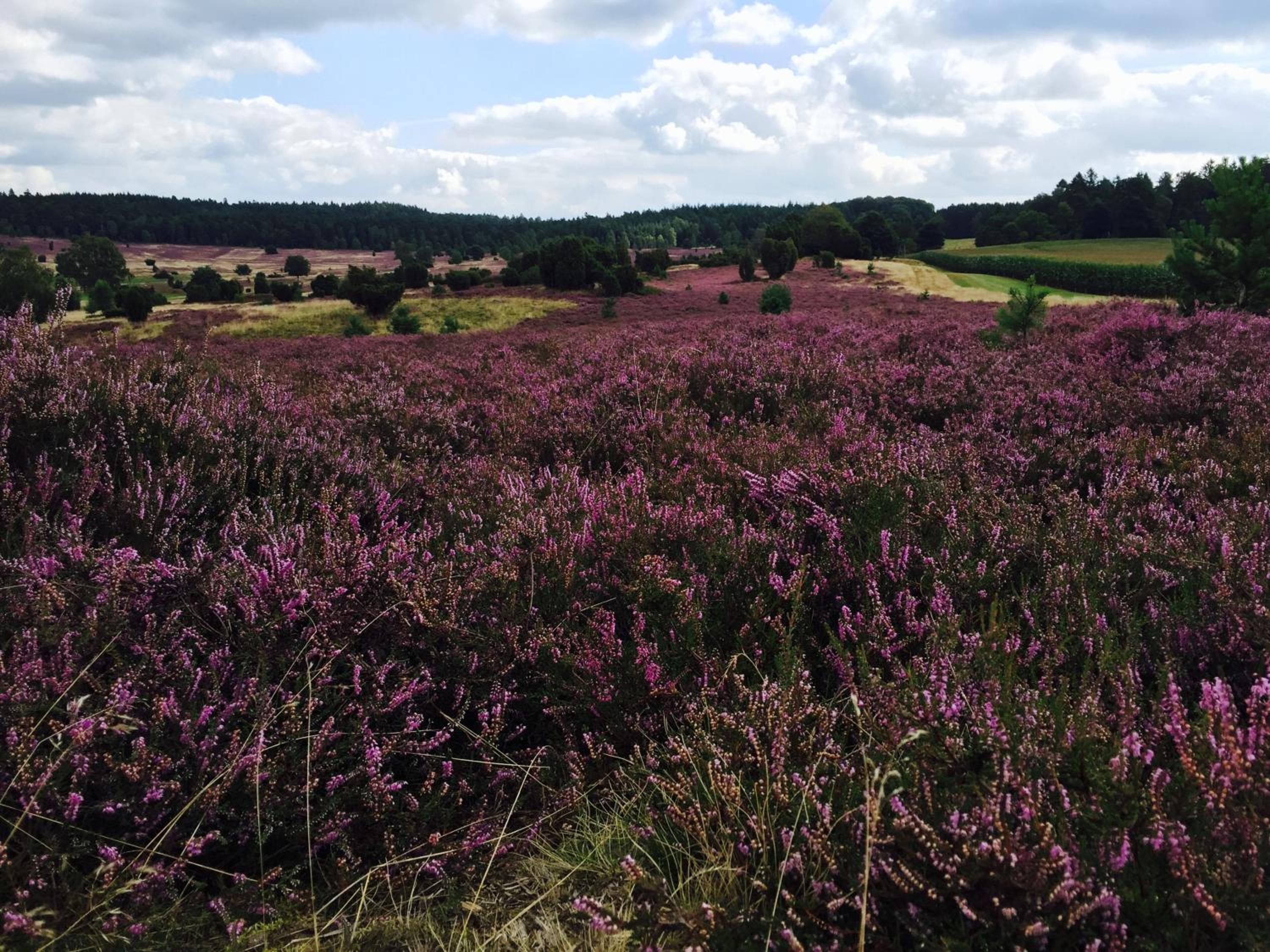 Ferienwohnung Heide View