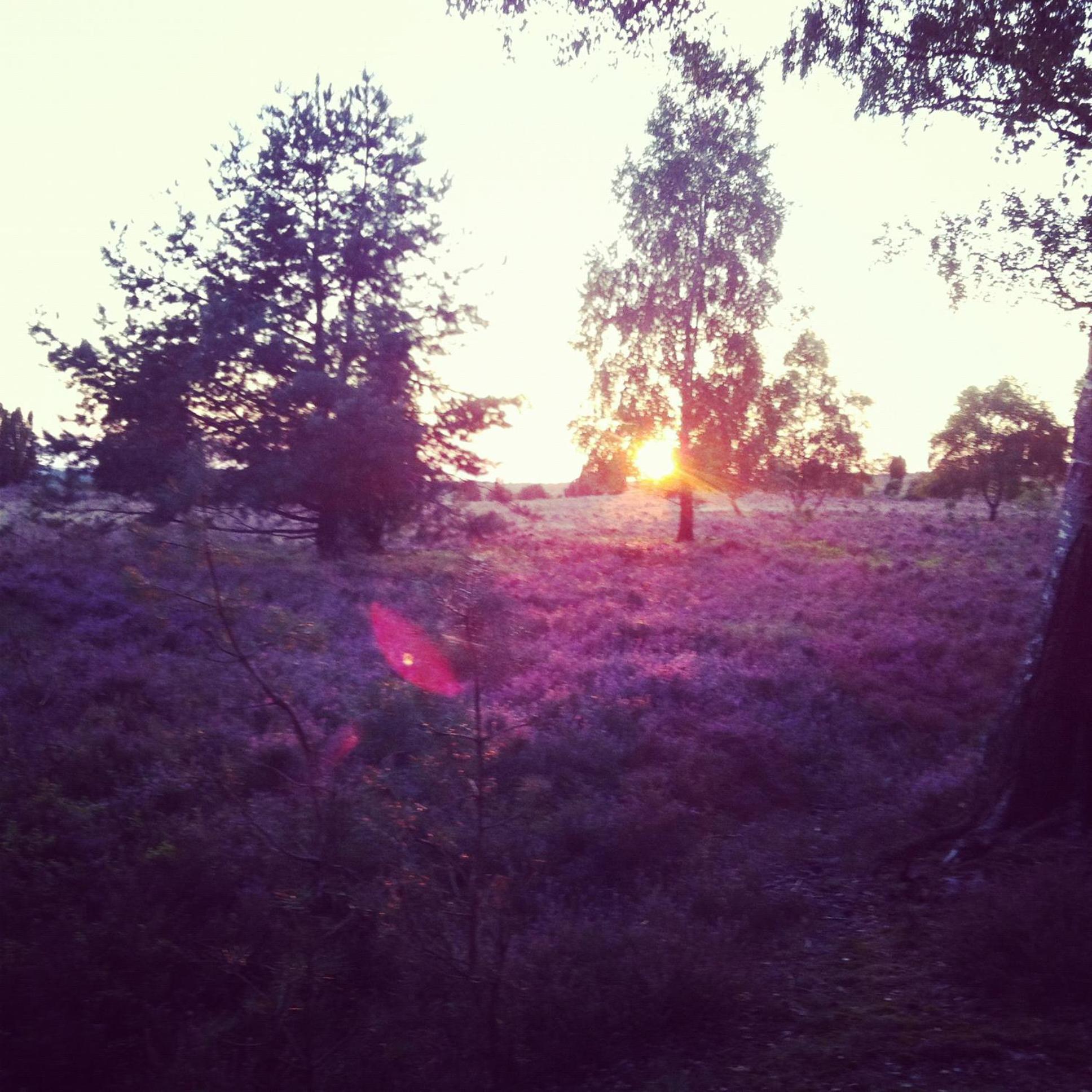 Ferienwohnung Heide View