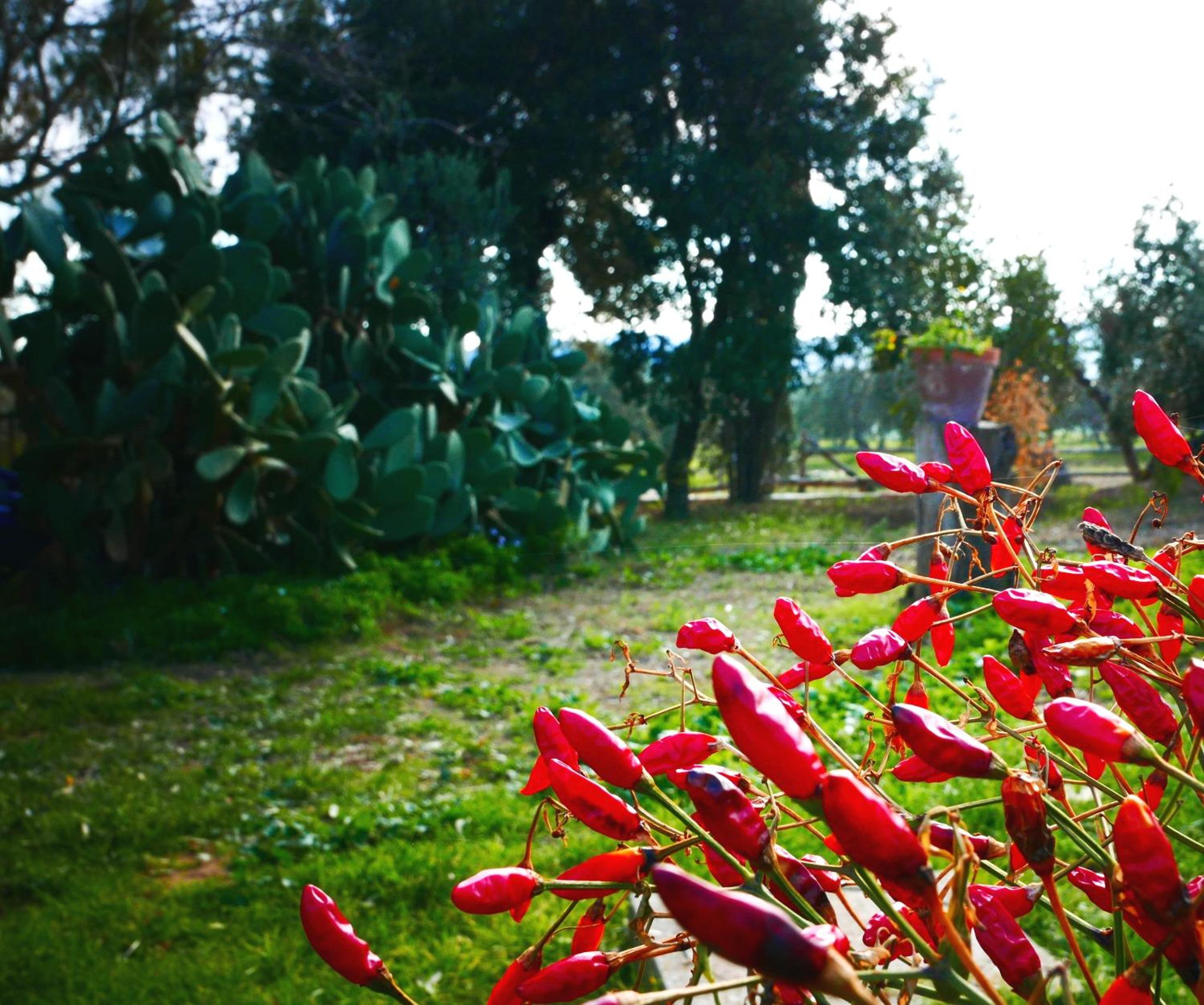 Agriturismo Baratti