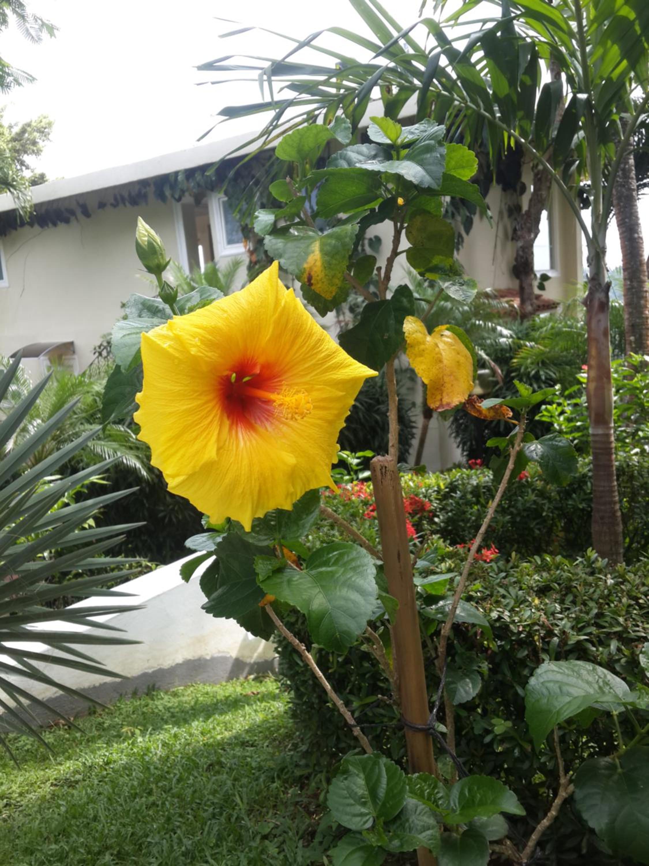 La Mariposa Apartments
