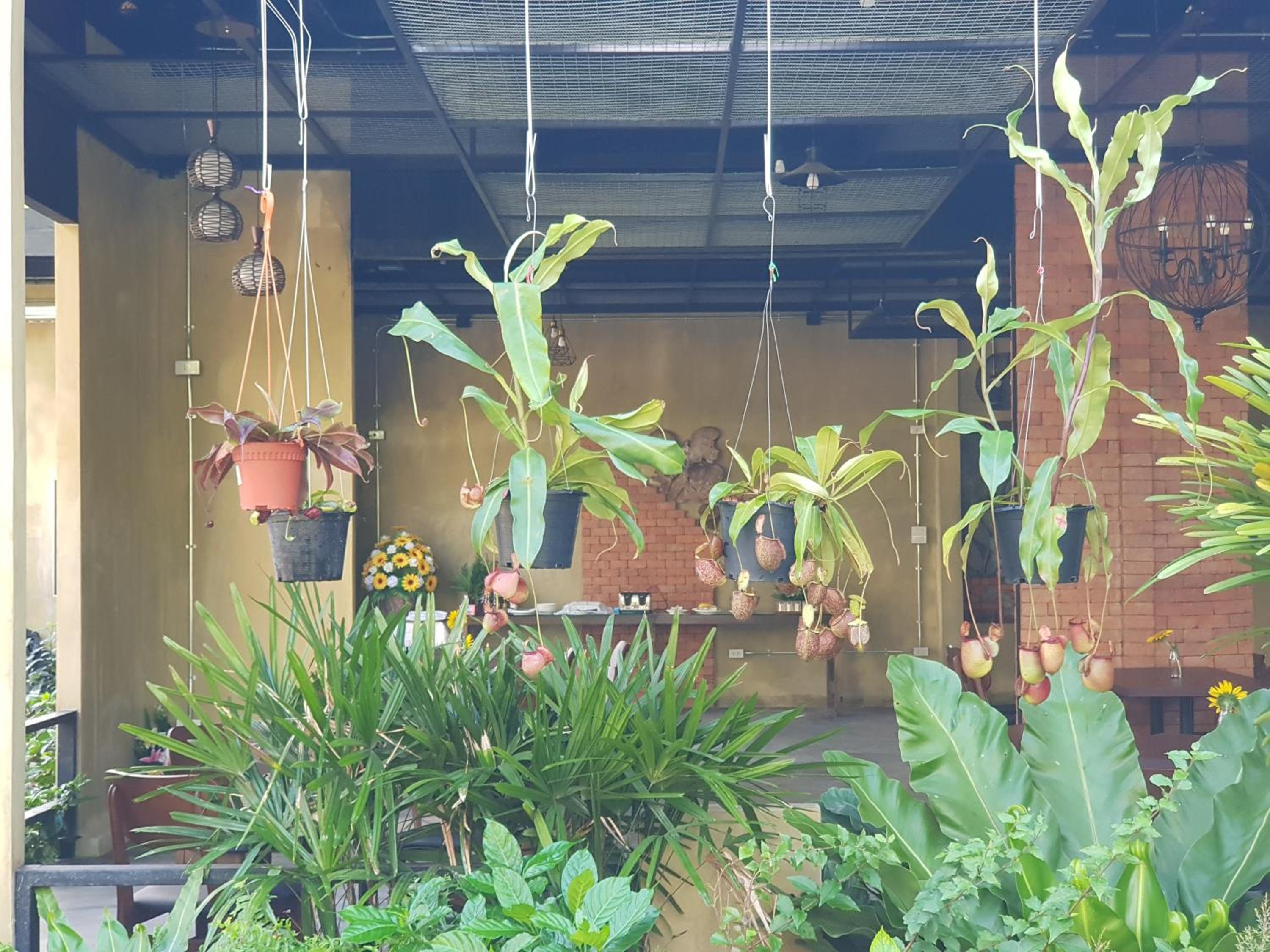 Palm Pran Resort