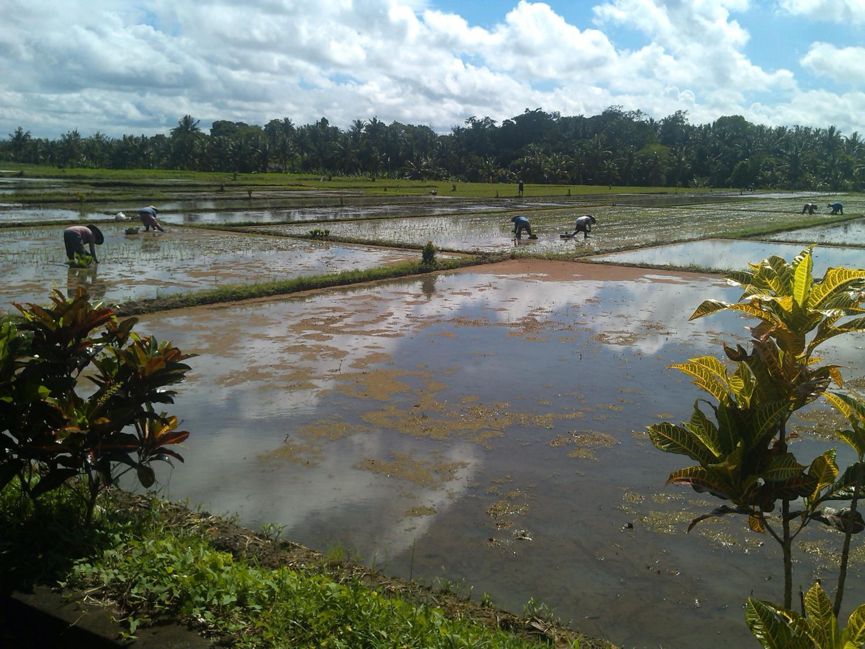 Ibu Ana Homestay view 4