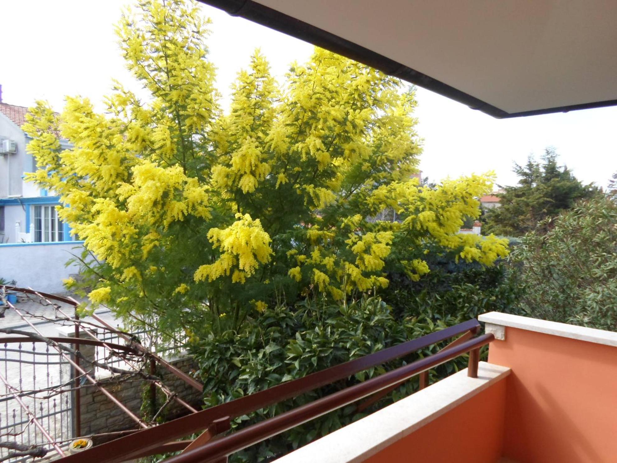 Apartments villa MaVeRo