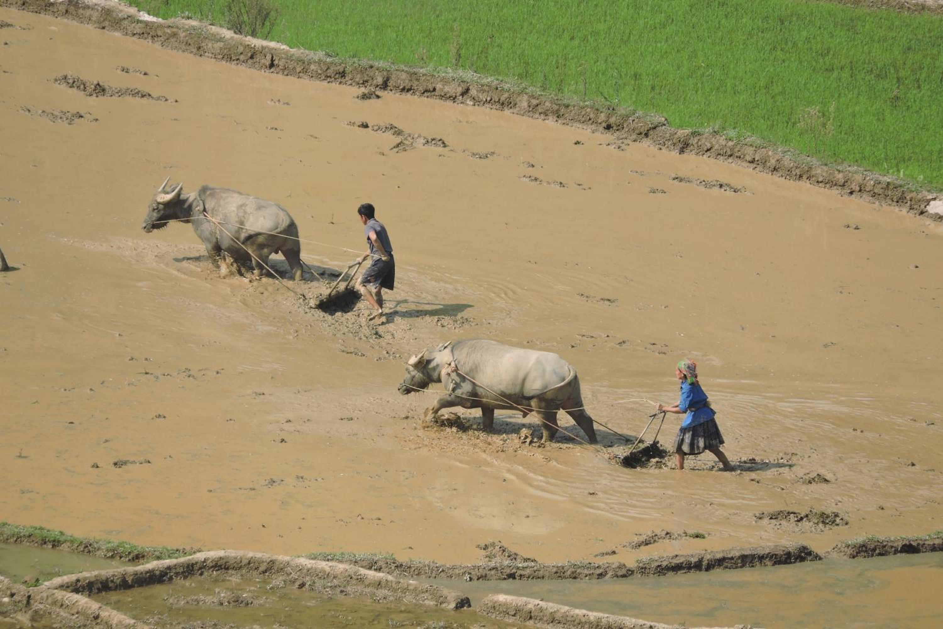 Hello Mu Cang Chai Homestay & Tours