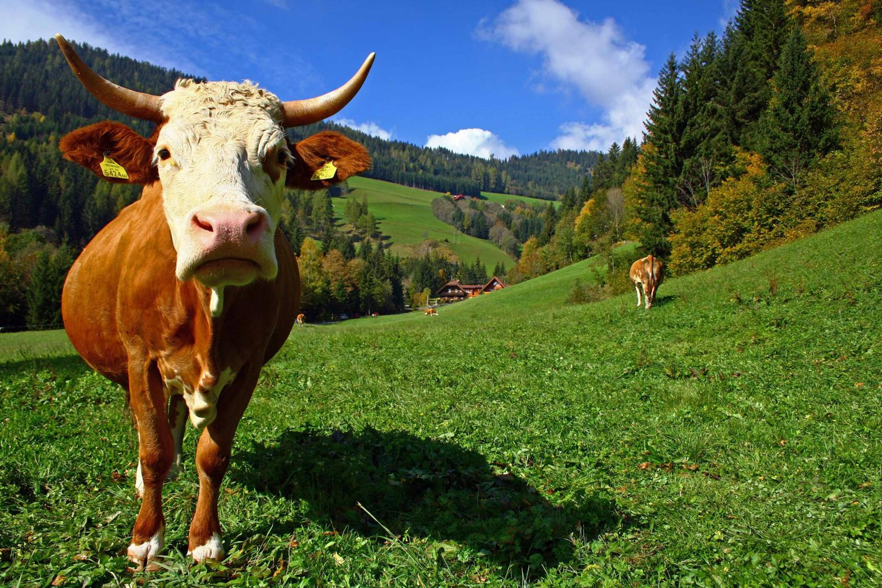 Bodnerhof