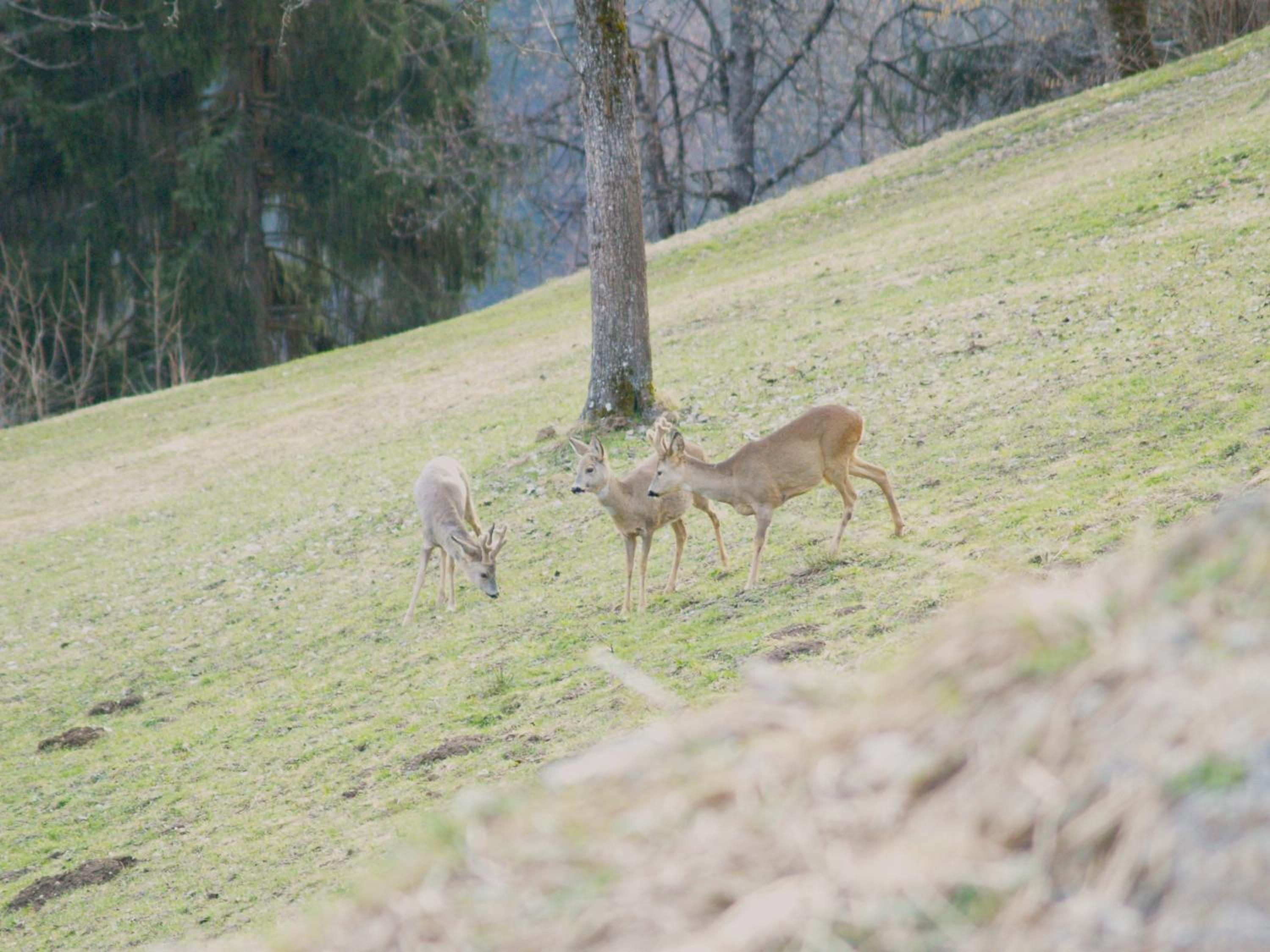 Haus grüner Wald