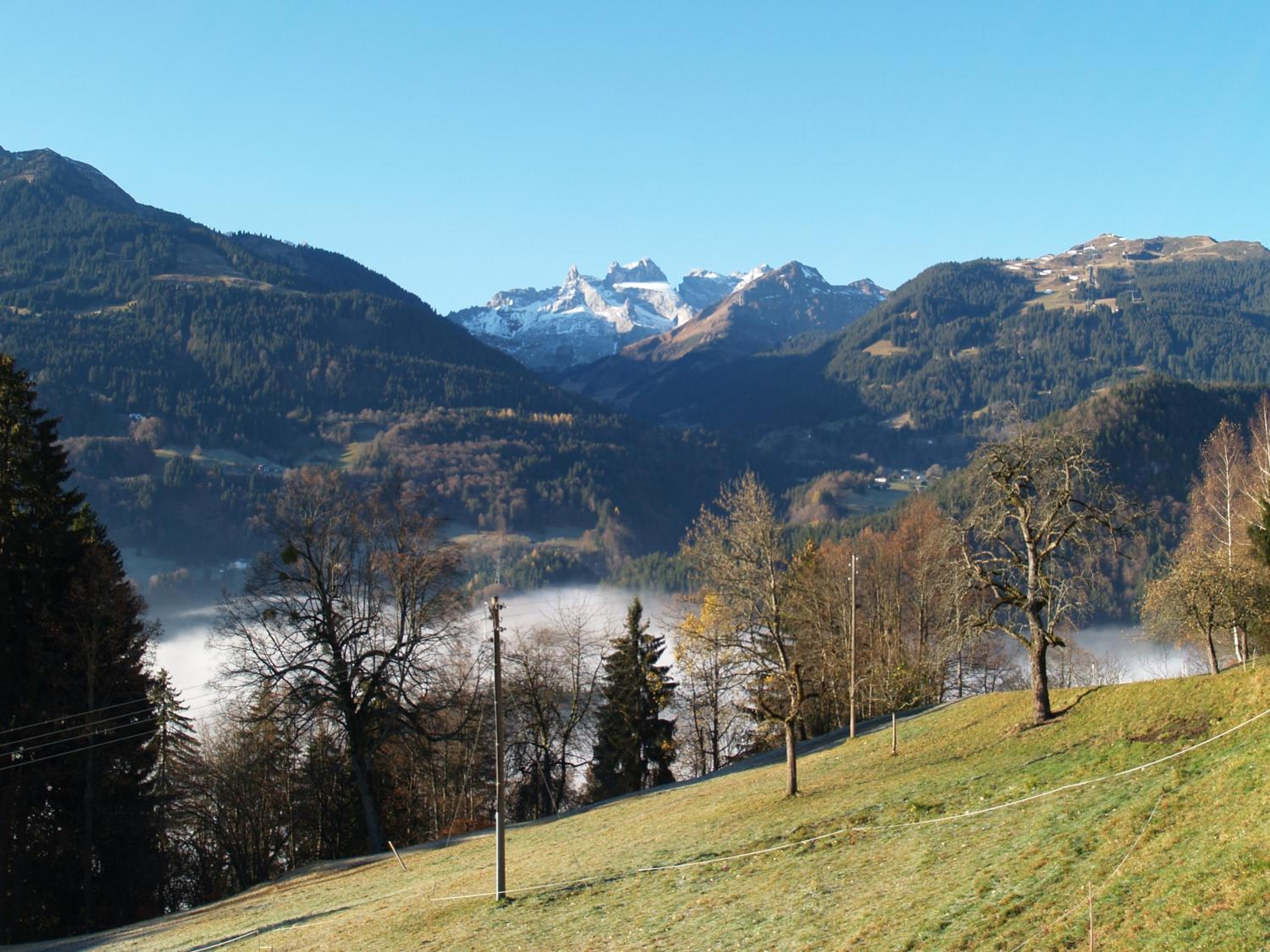 Haus grüner Wald