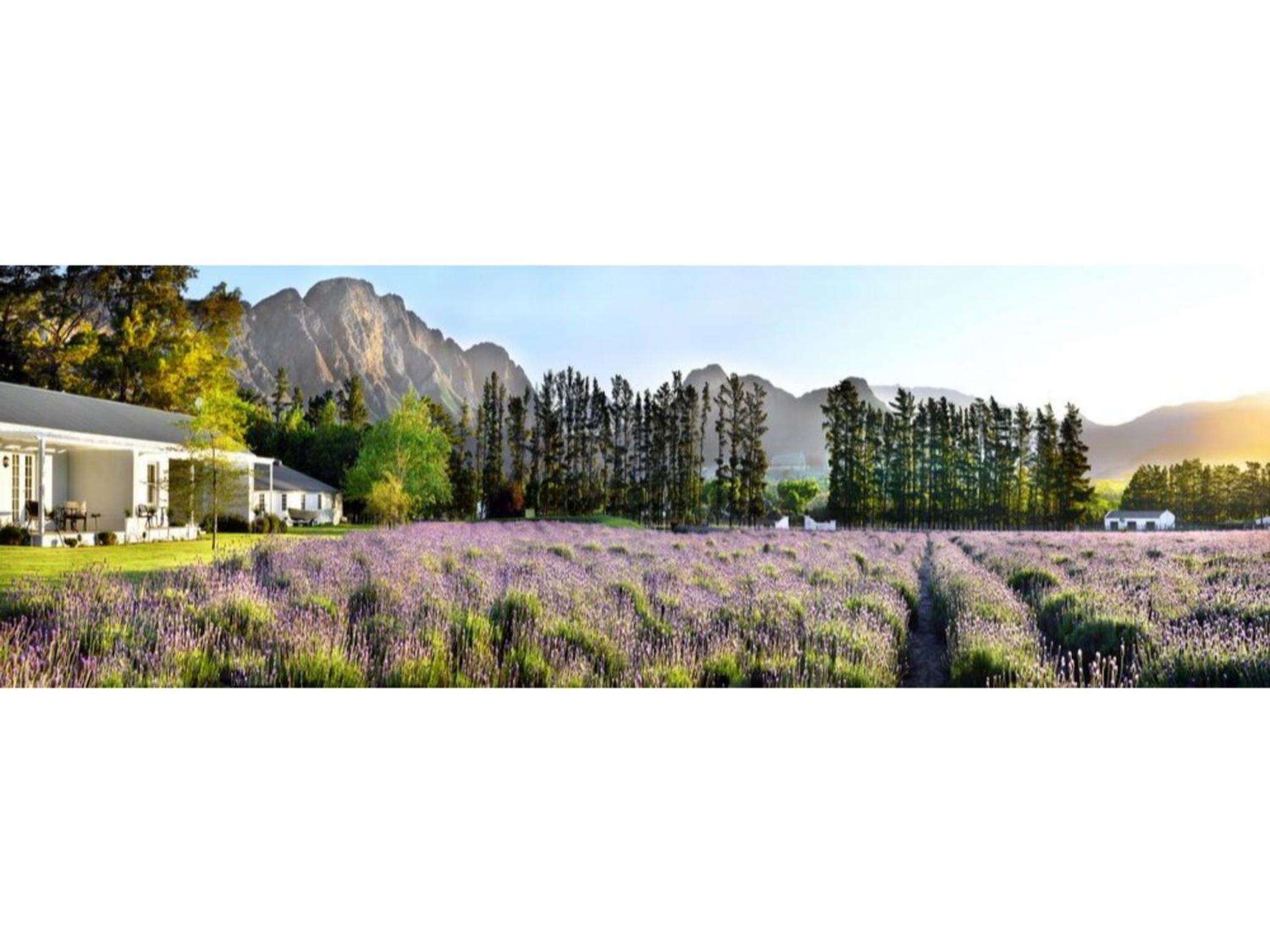 Lavender Farm Boutique Guest House