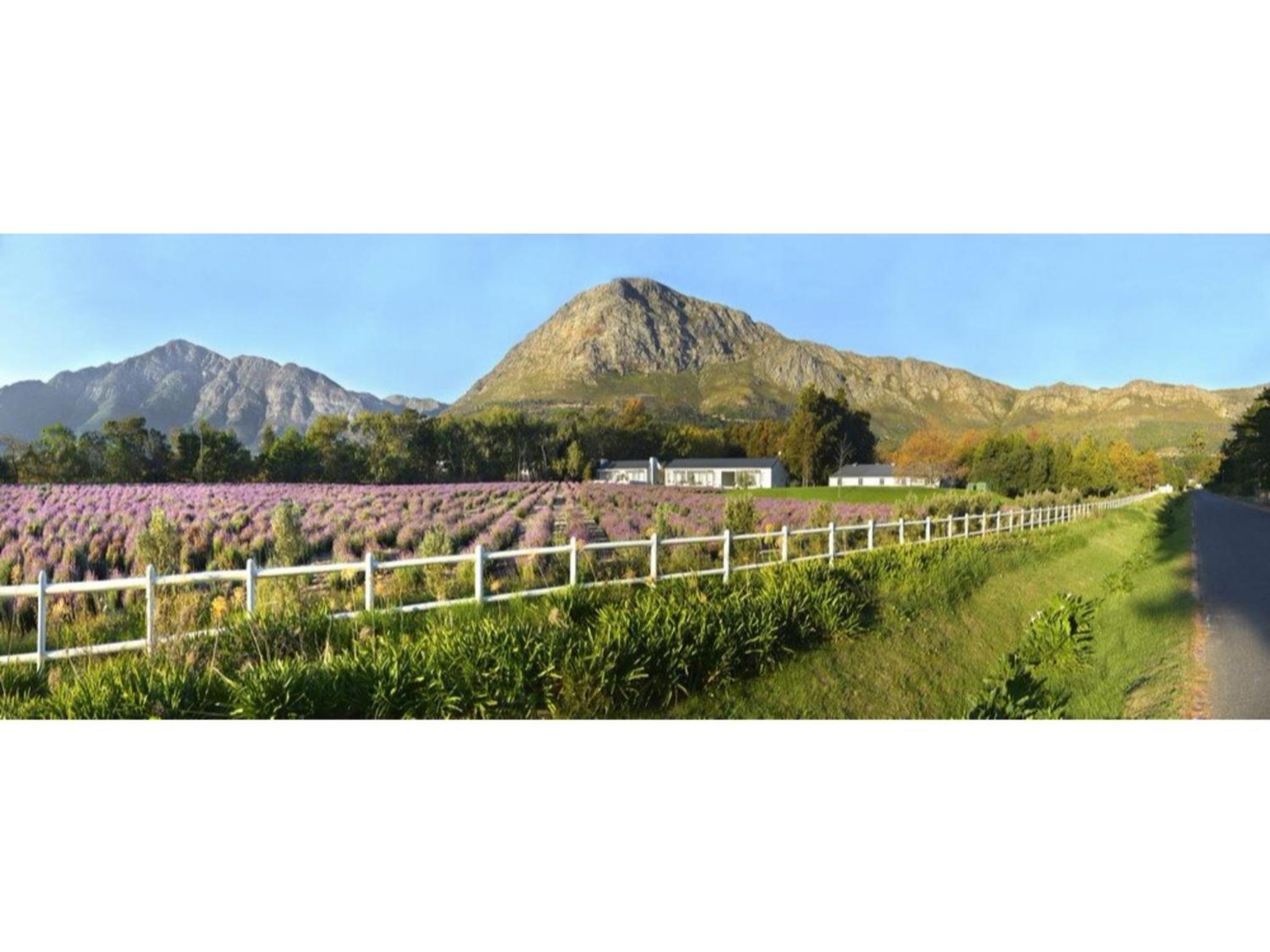 Lavender Farm Boutique Guest House