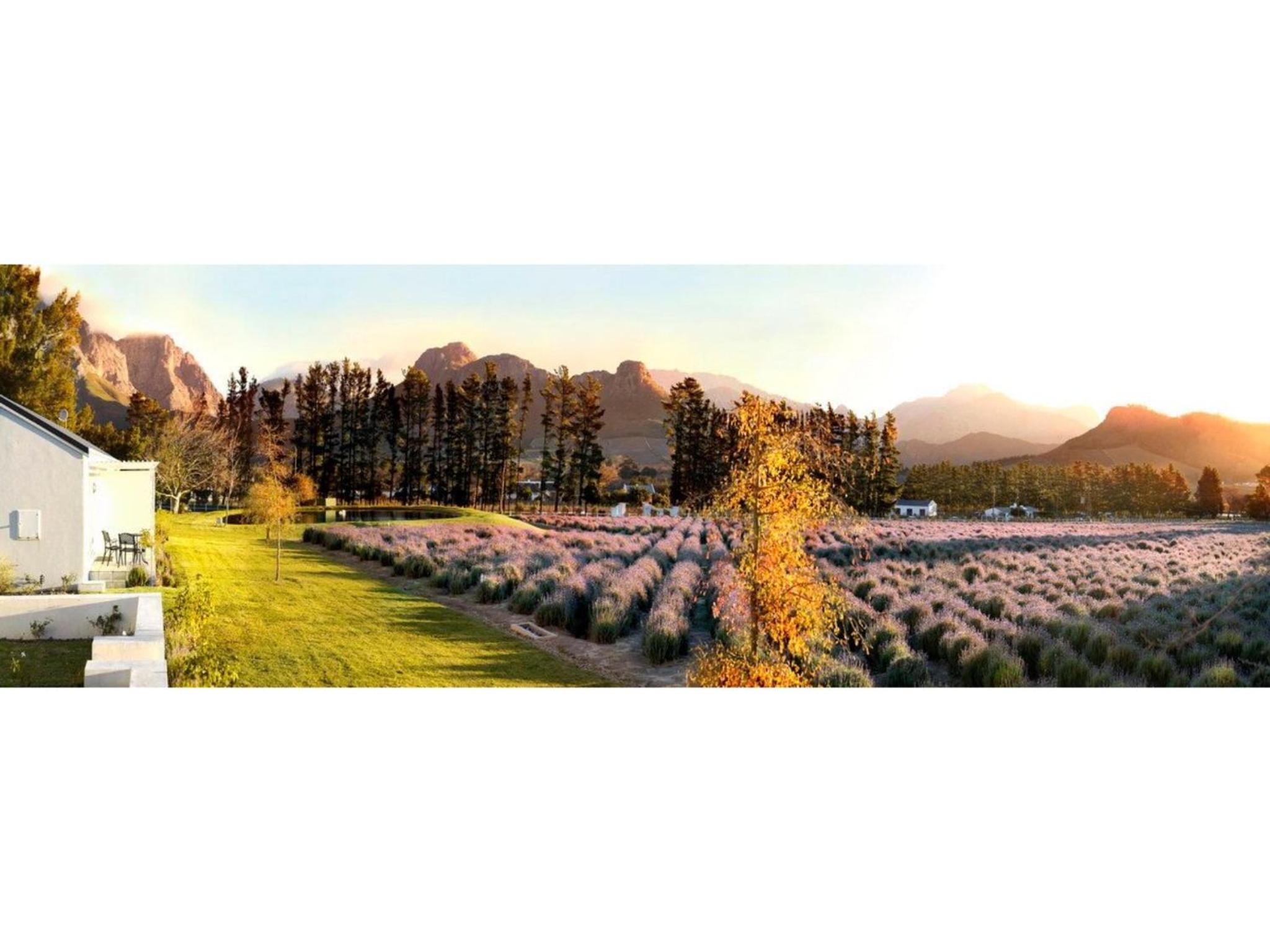 Lavender Farm Boutique Guest House