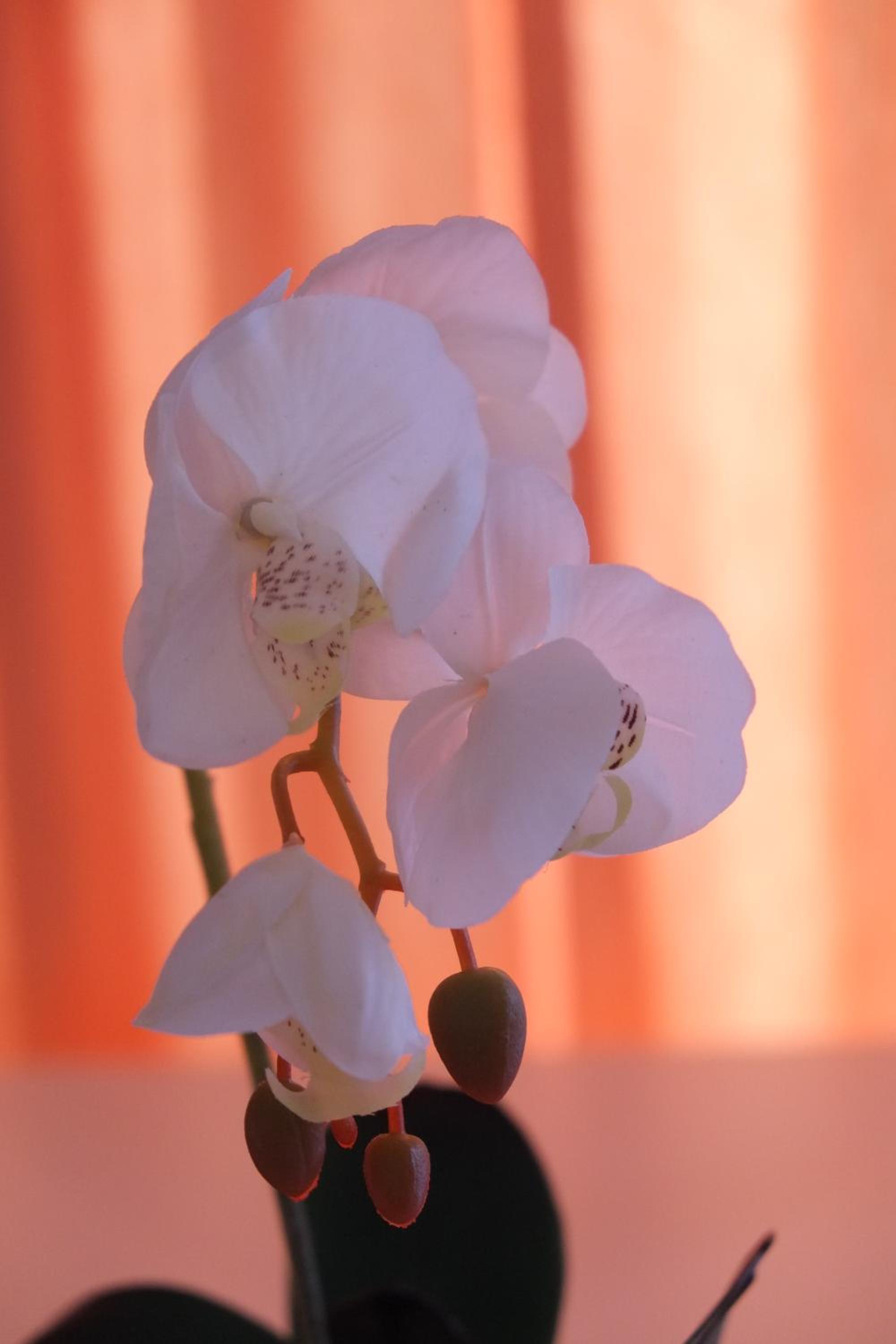 Guest House Grgin Dol, photo 58