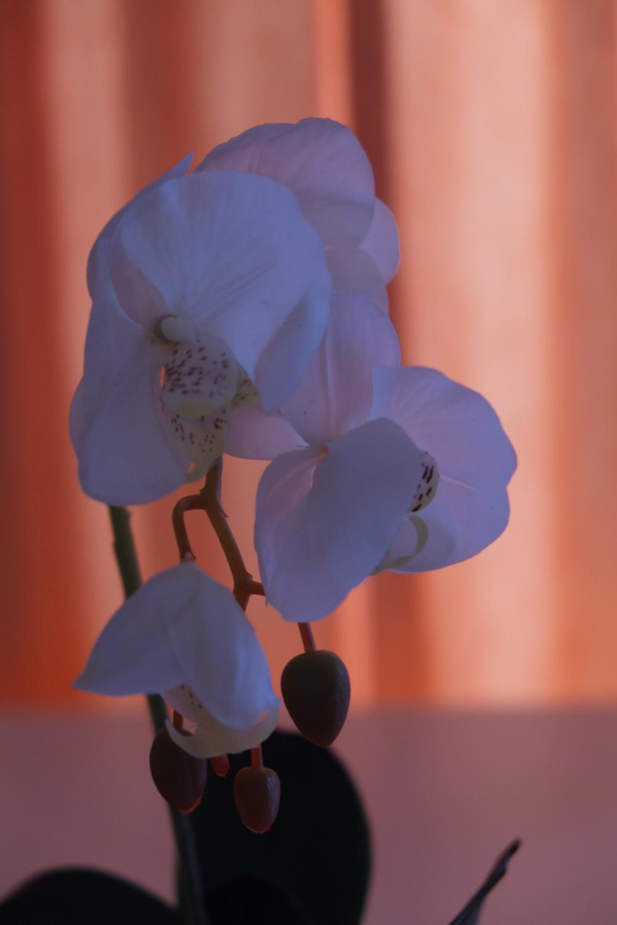 Guest House Grgin Dol, photo 35