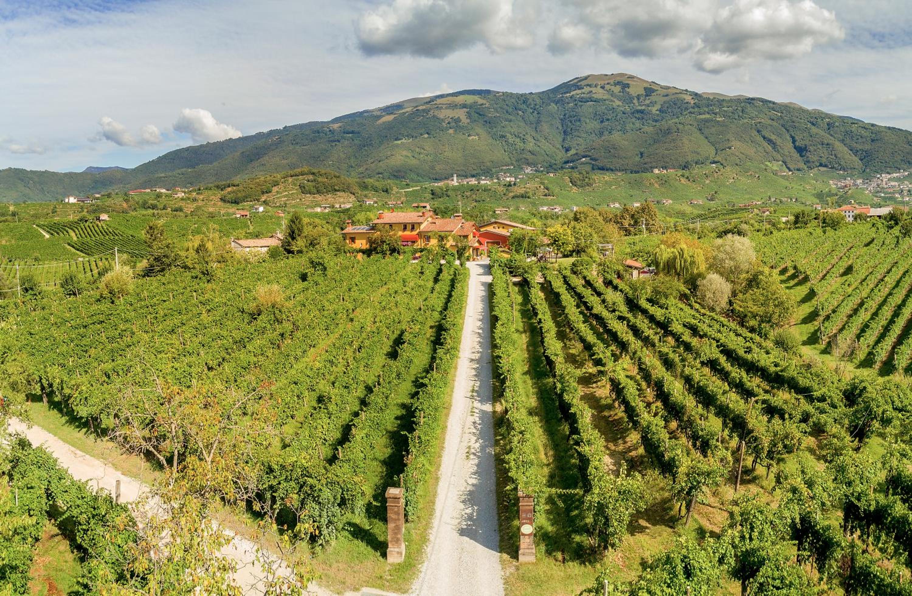 Azienda Agricola Campion view 4