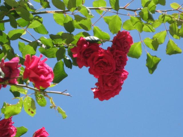 Photo 44