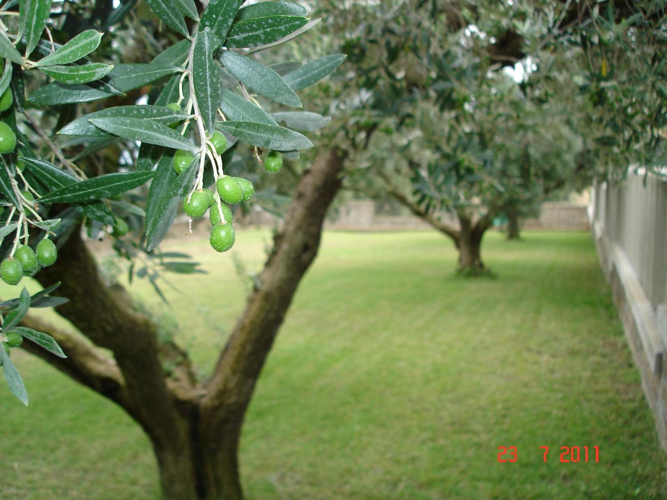 Photo 46