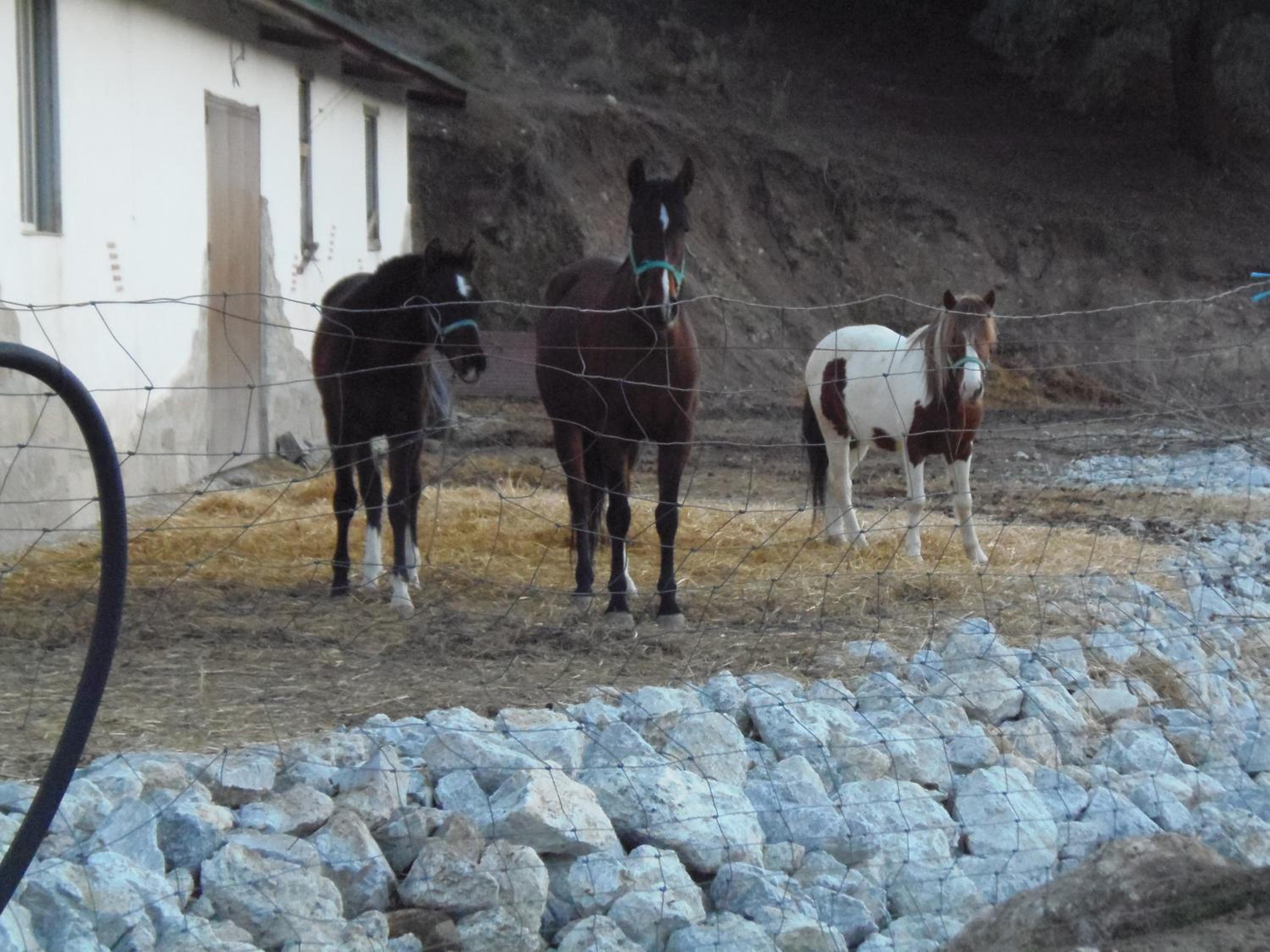Cortijo Moyano