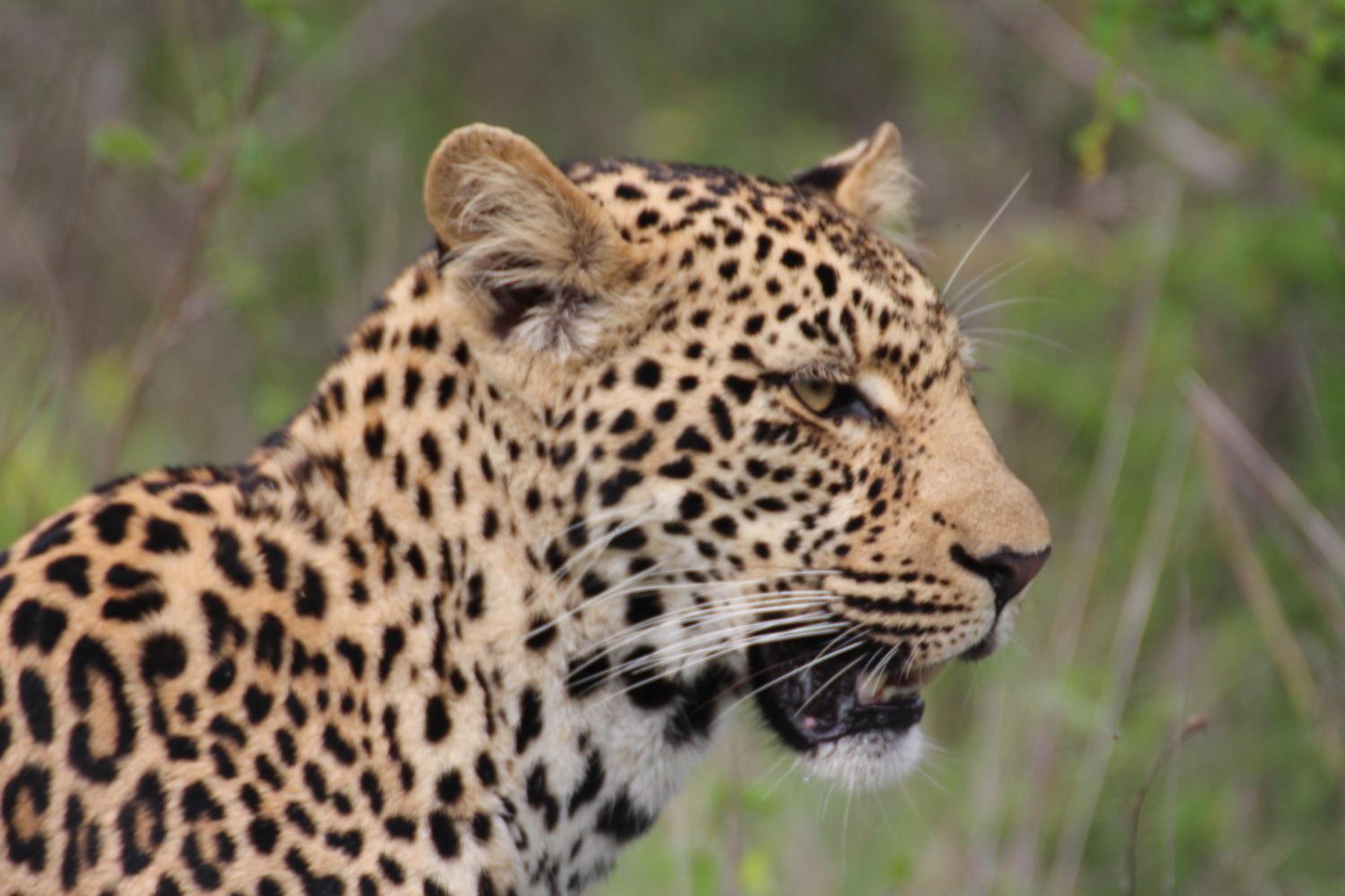 Thornhill Safari Lodge