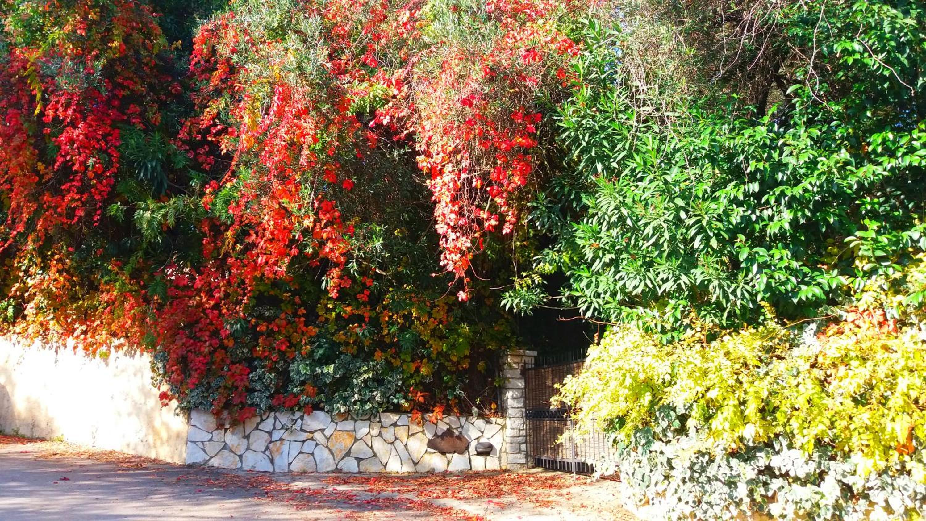 Photo 48