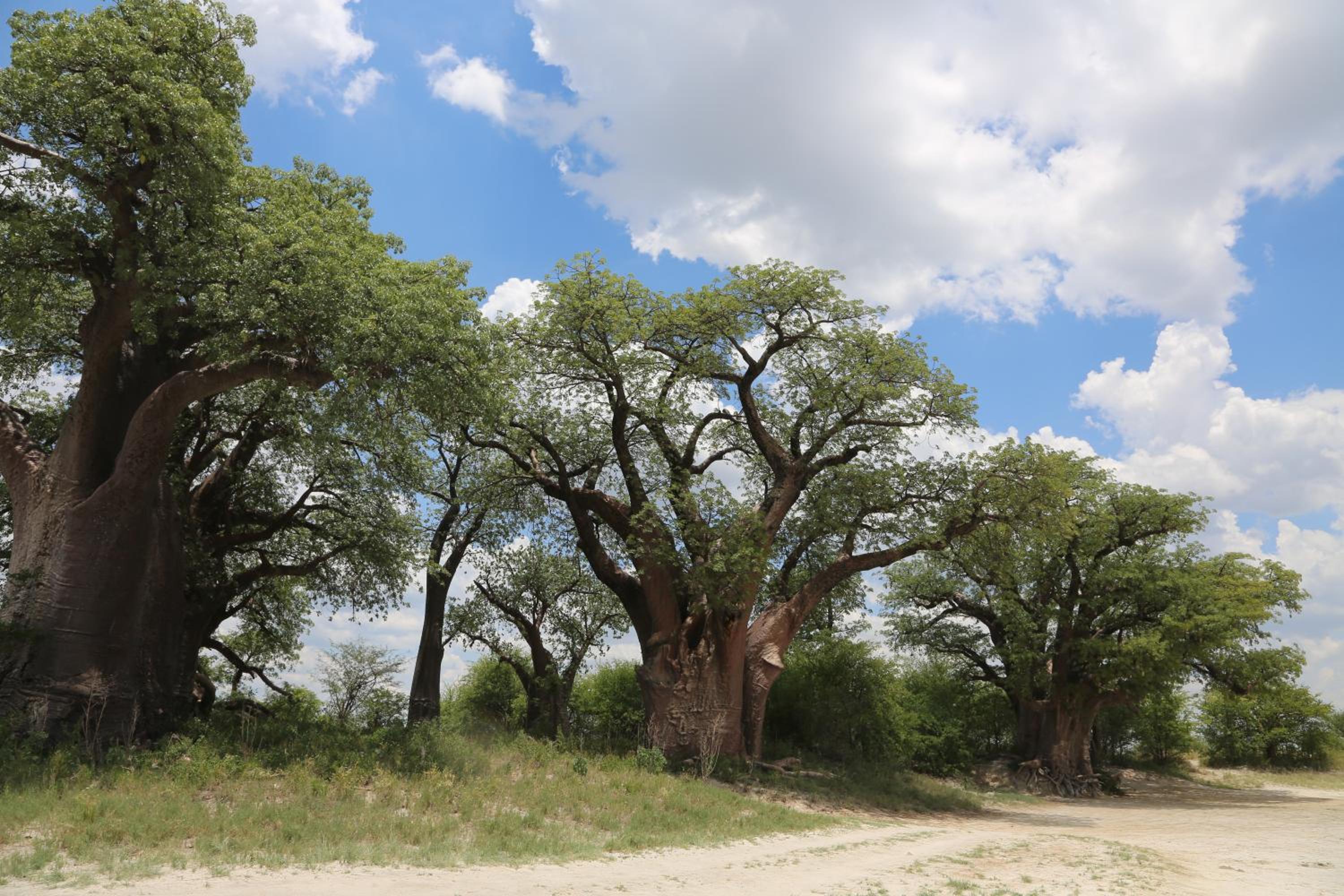 Leopard Plains