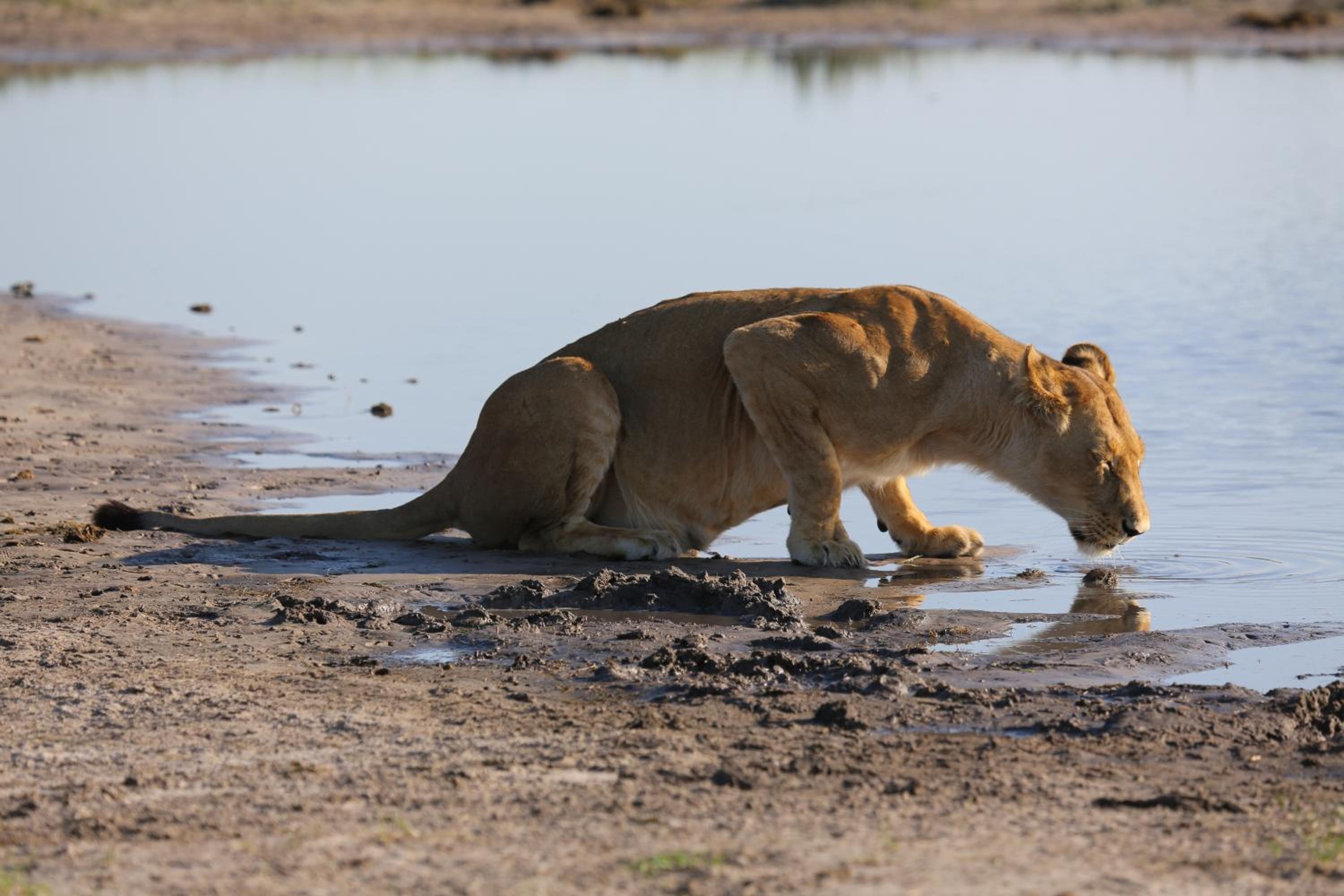 Leopard Plains
