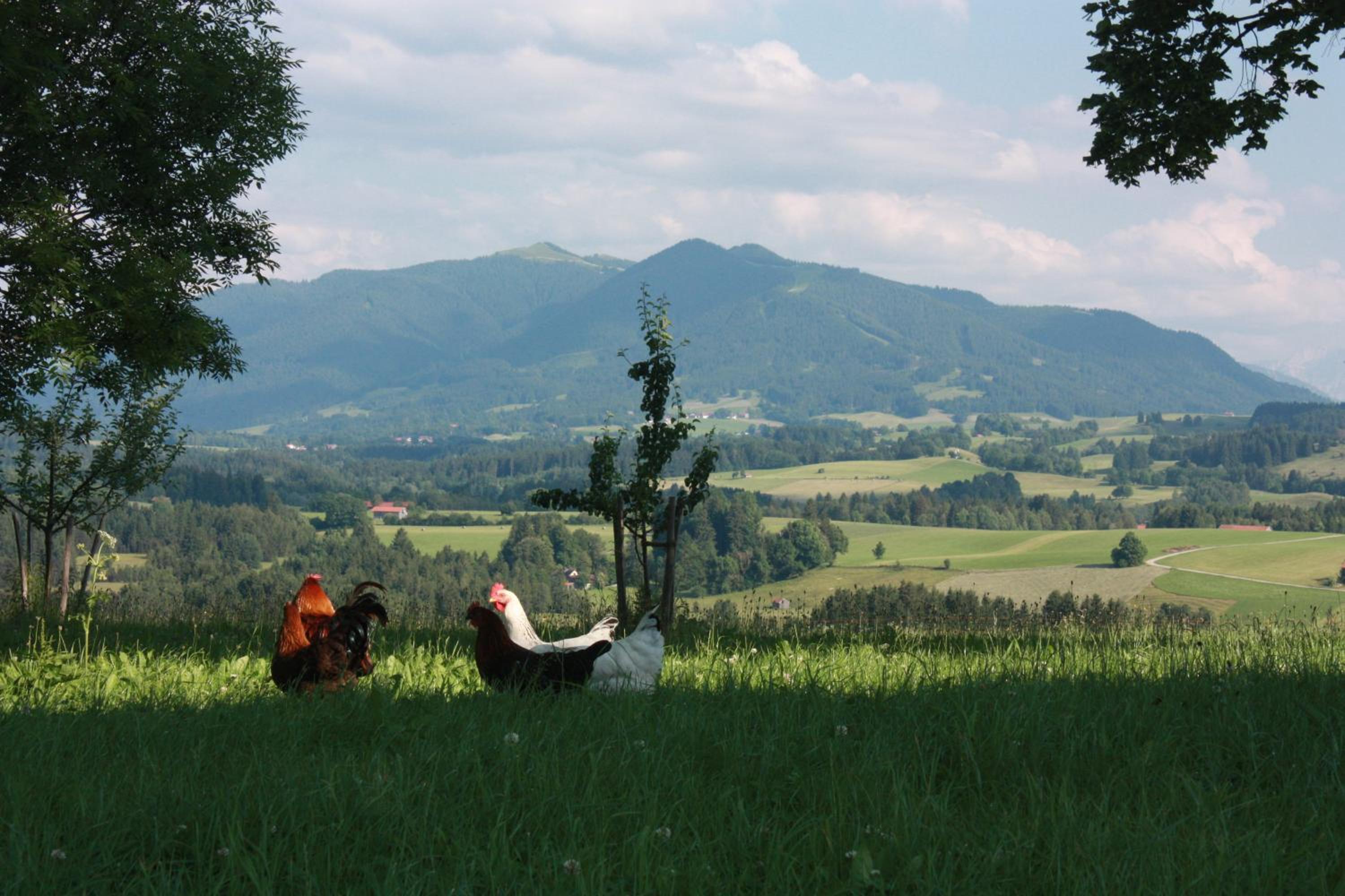 Ferien beim Baur