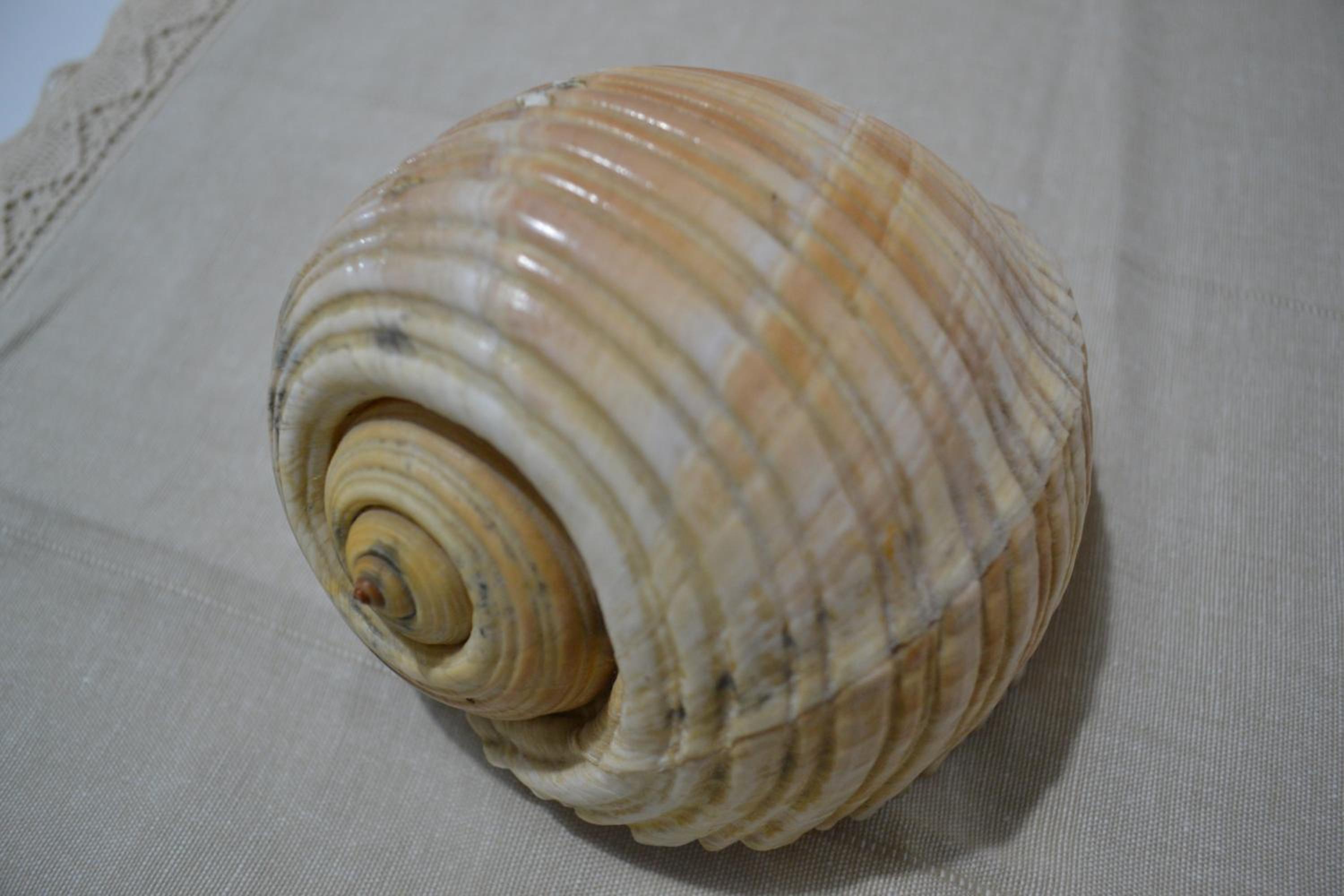 Seashell Art Decor Studio & Private Garage