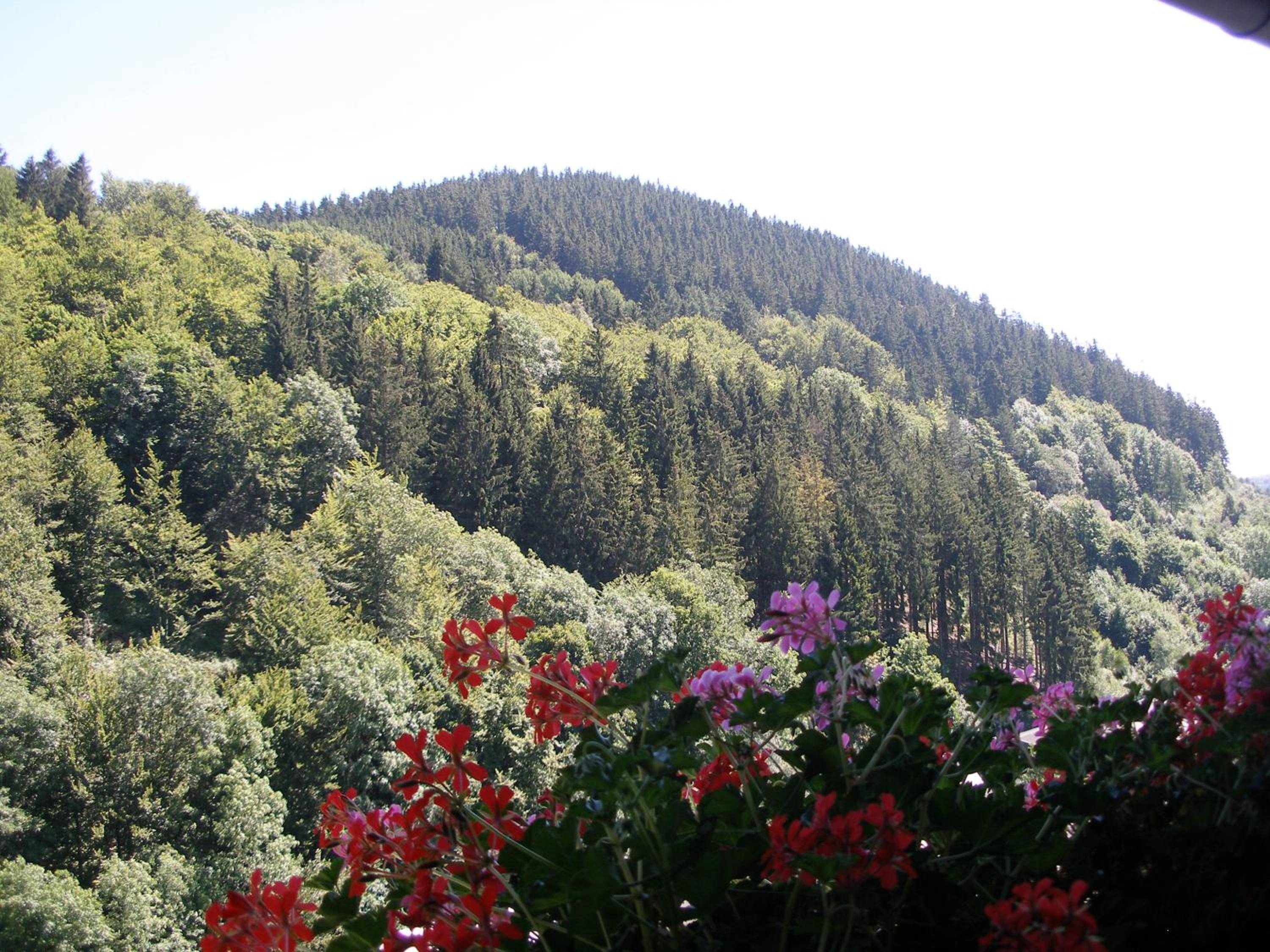 Pension Haus Waldfrieden, MeineCardPlus inklusive