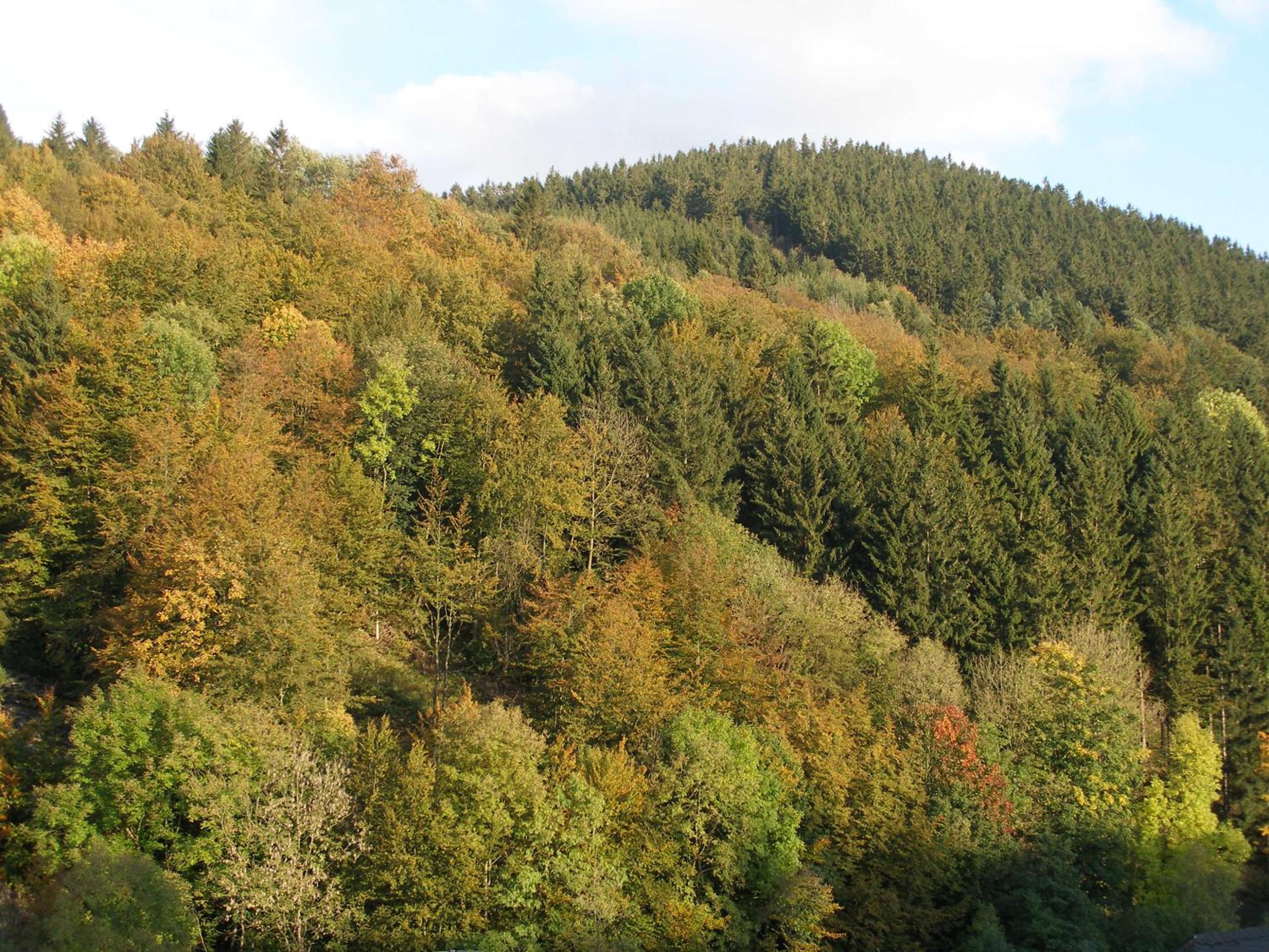 Pension Haus Waldfrieden, MeineCardPlus inklusive