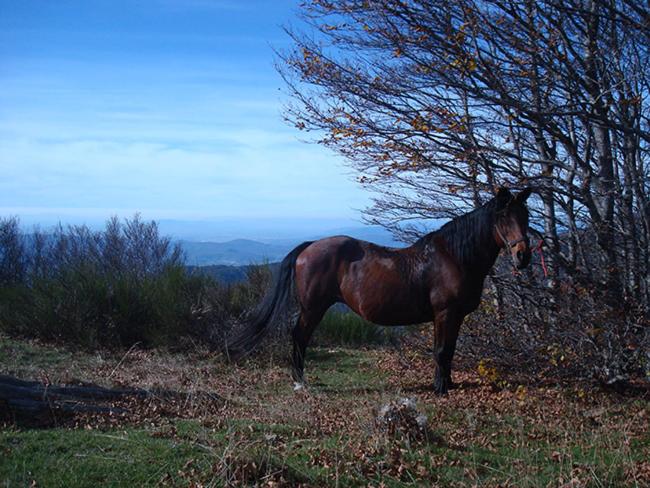Tenuta Selvaggia
