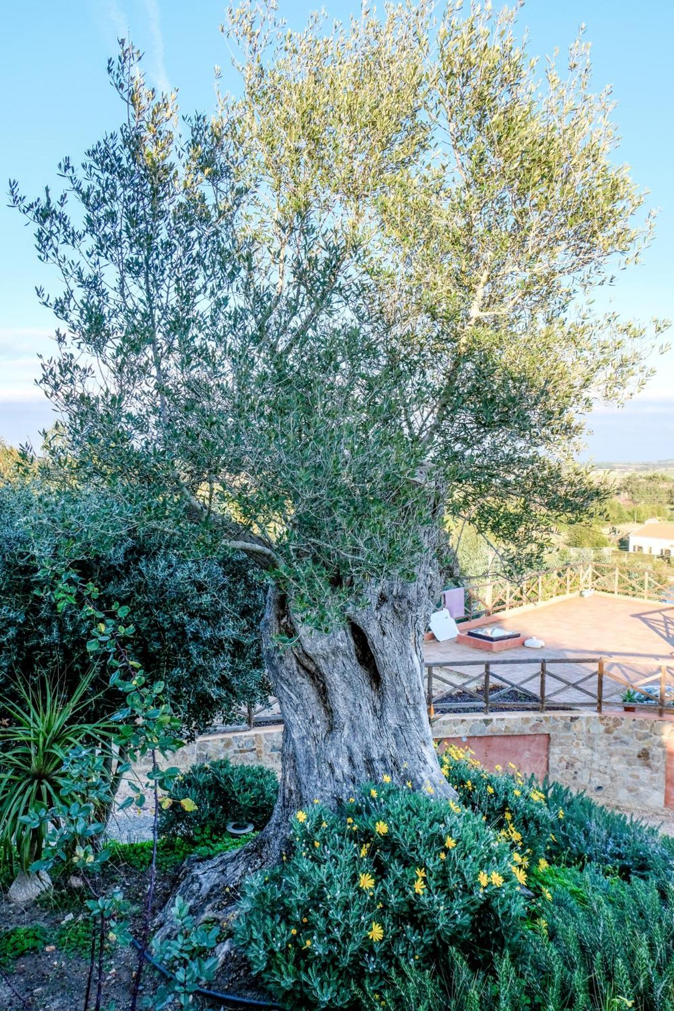 Monte Soalheiro