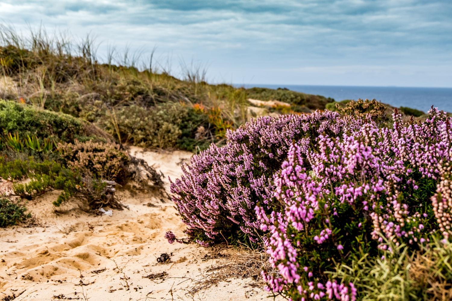 Monte Soalheiro