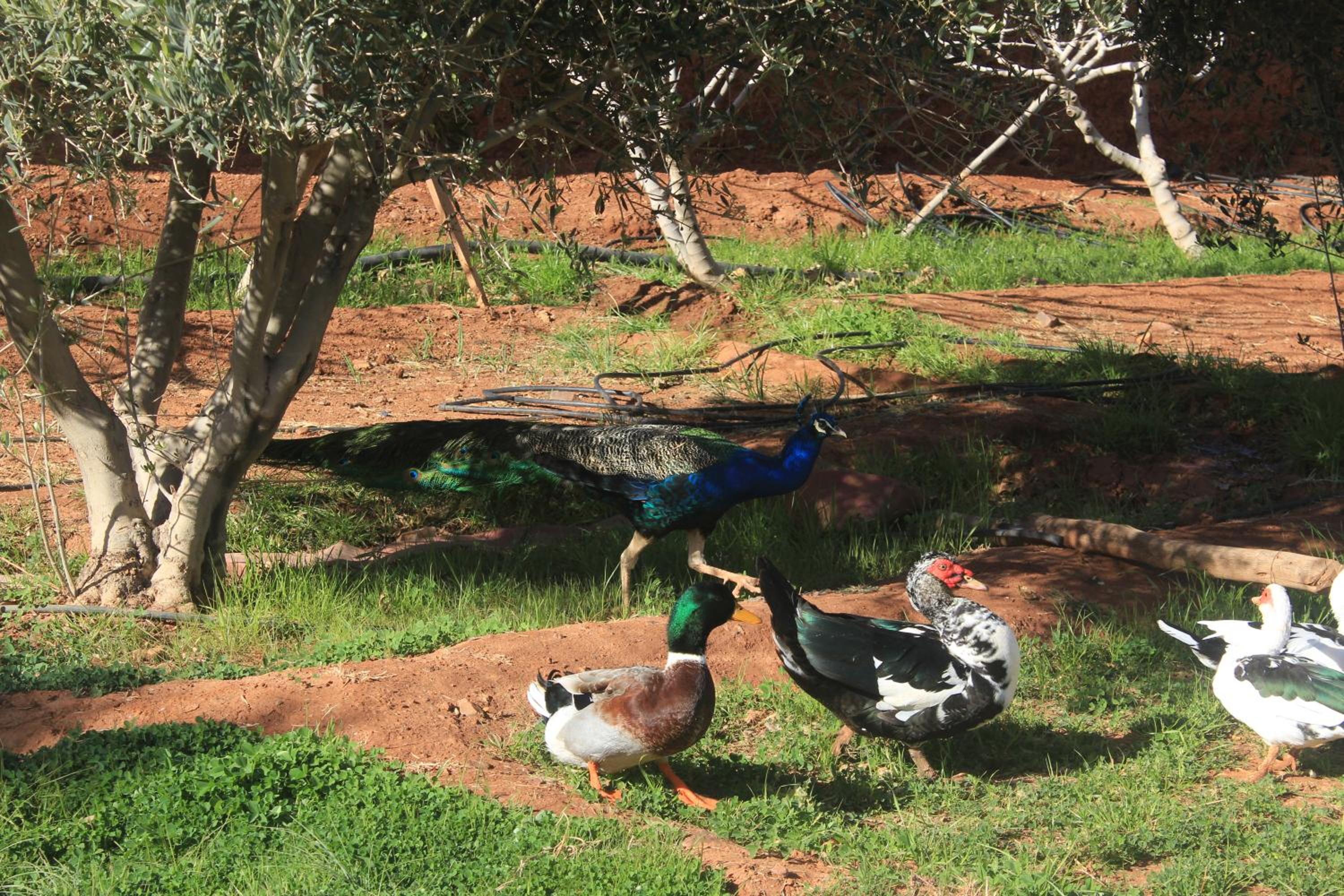 Dar Alfourssane Ferme d’hôte