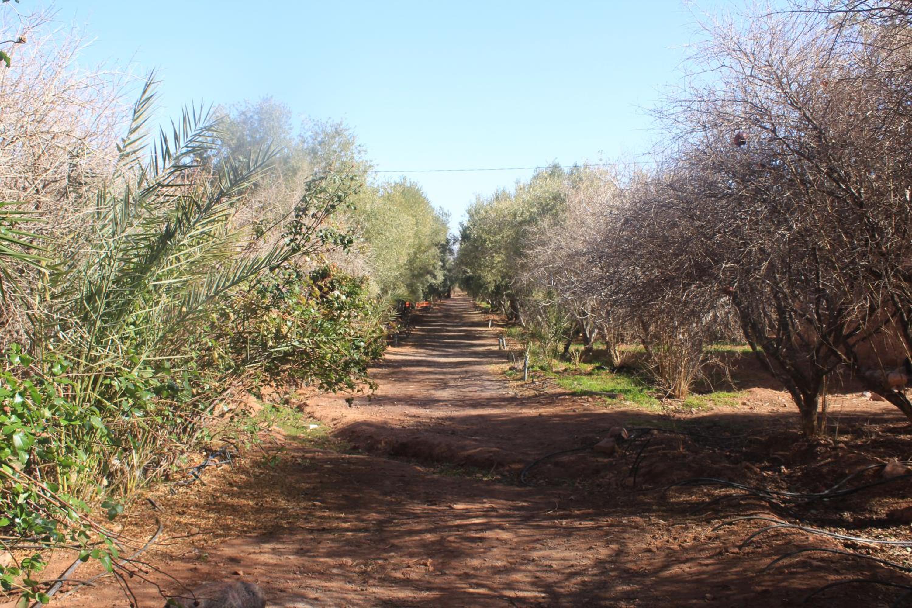 Photo 44