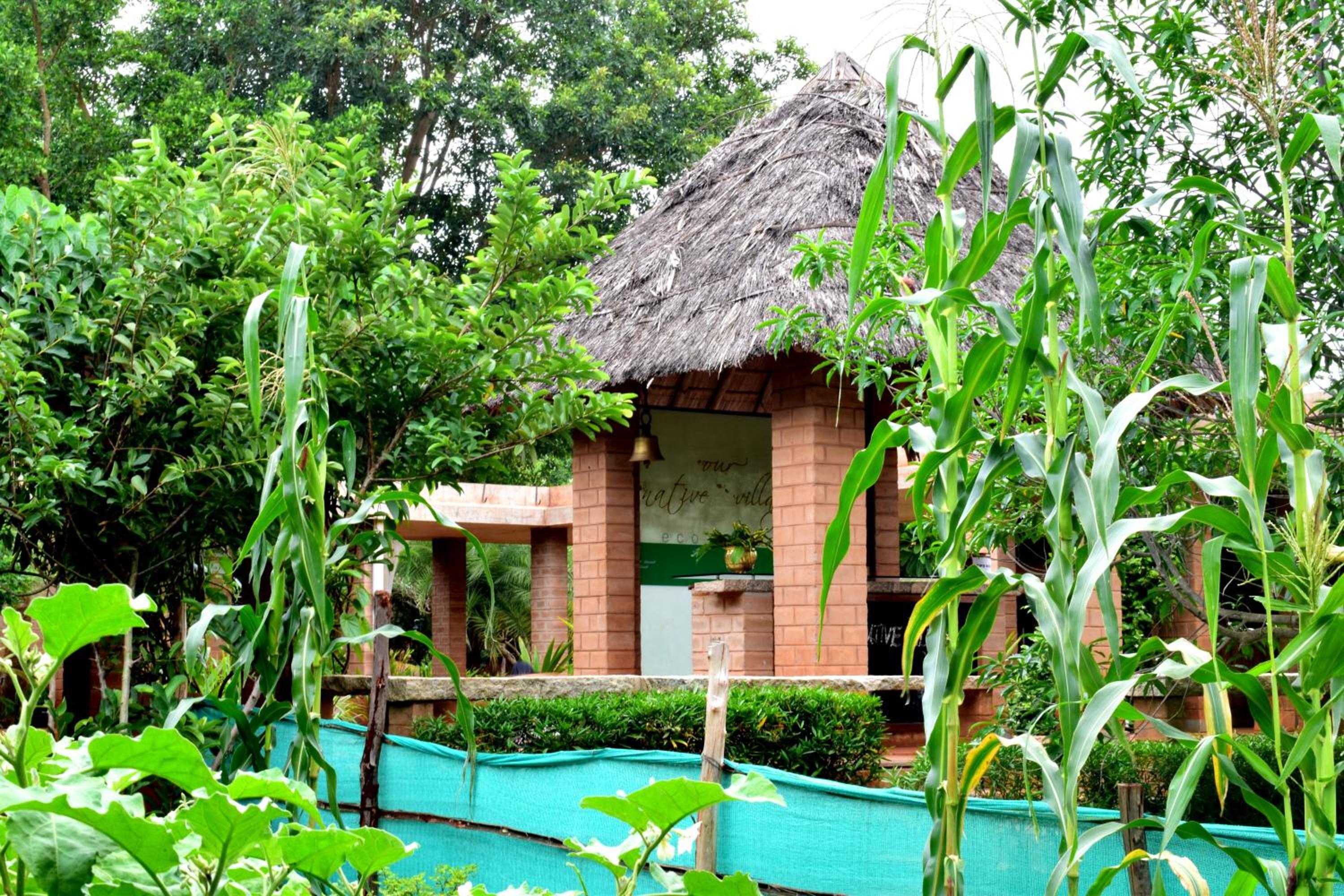 Our Native Village