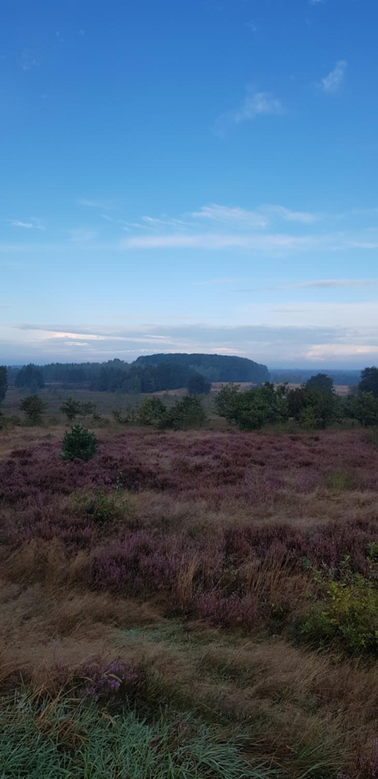 Knus huisje in het bos