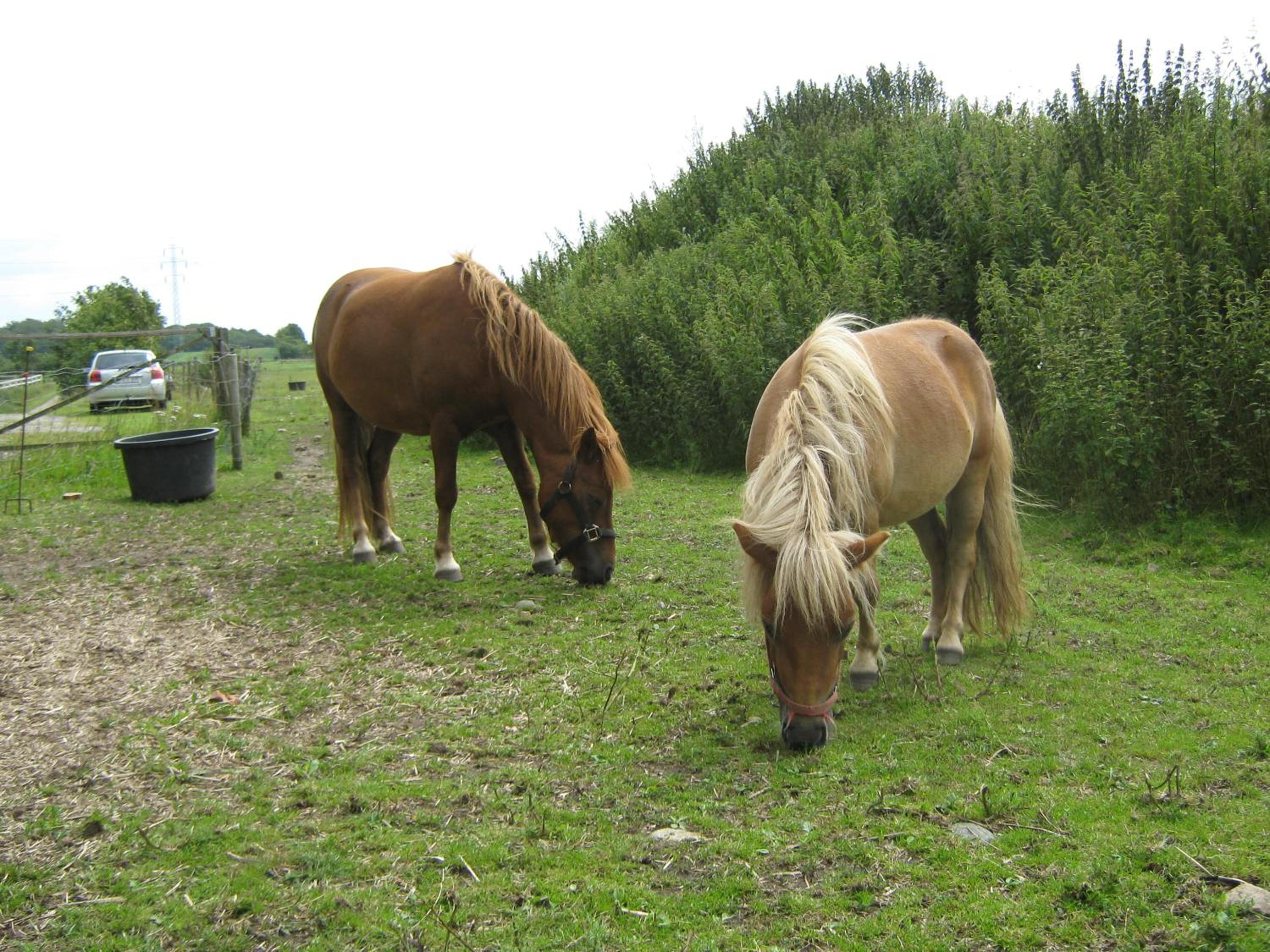 Photo 40